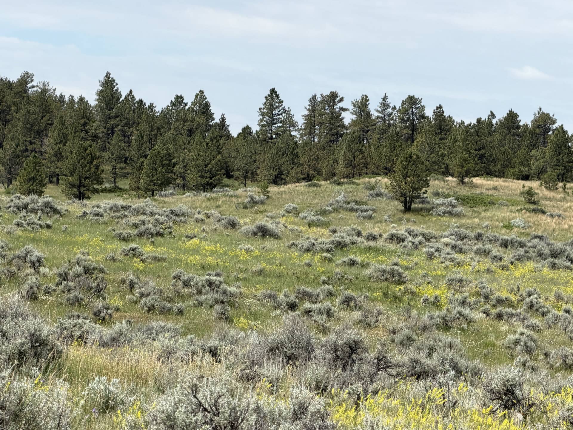 Open meadow with low shrubs and yellow wildflowers, fading into a line of evergreen trees under a blue sky.