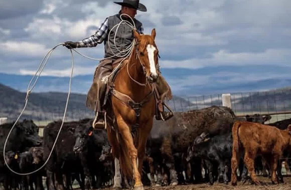 jeremy richardson social media coordinator working cattle