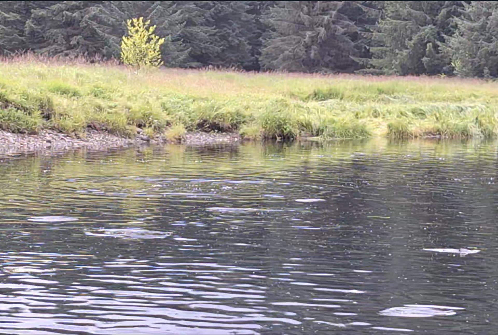 jumping fish alaska hasselborg homestead