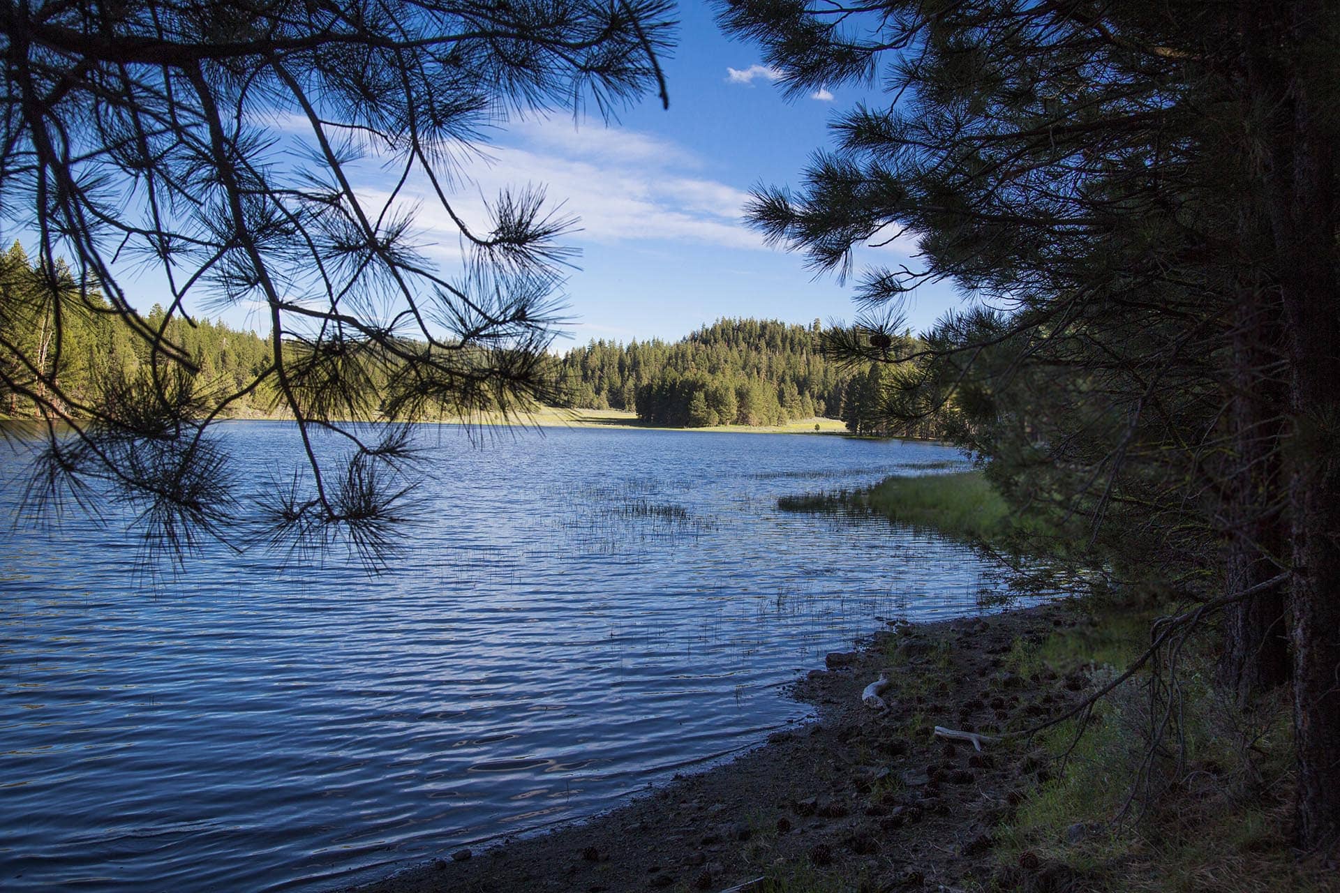 lake shoreline with pine forest oregon aspen ridge ranch