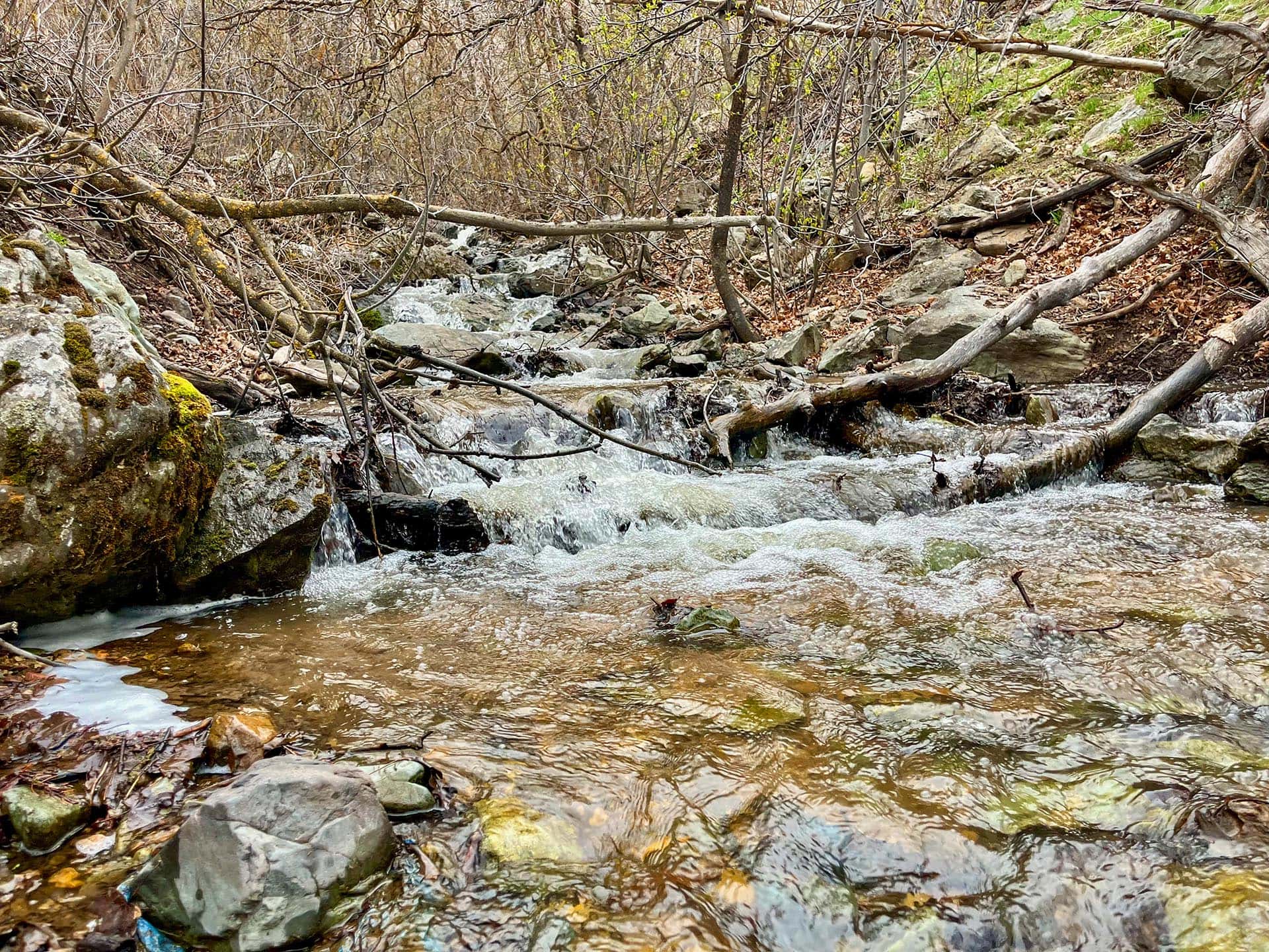 A small rocky creek with rushing water and fallen tree branches in a wooded bank, mossy rocks along the stream.
