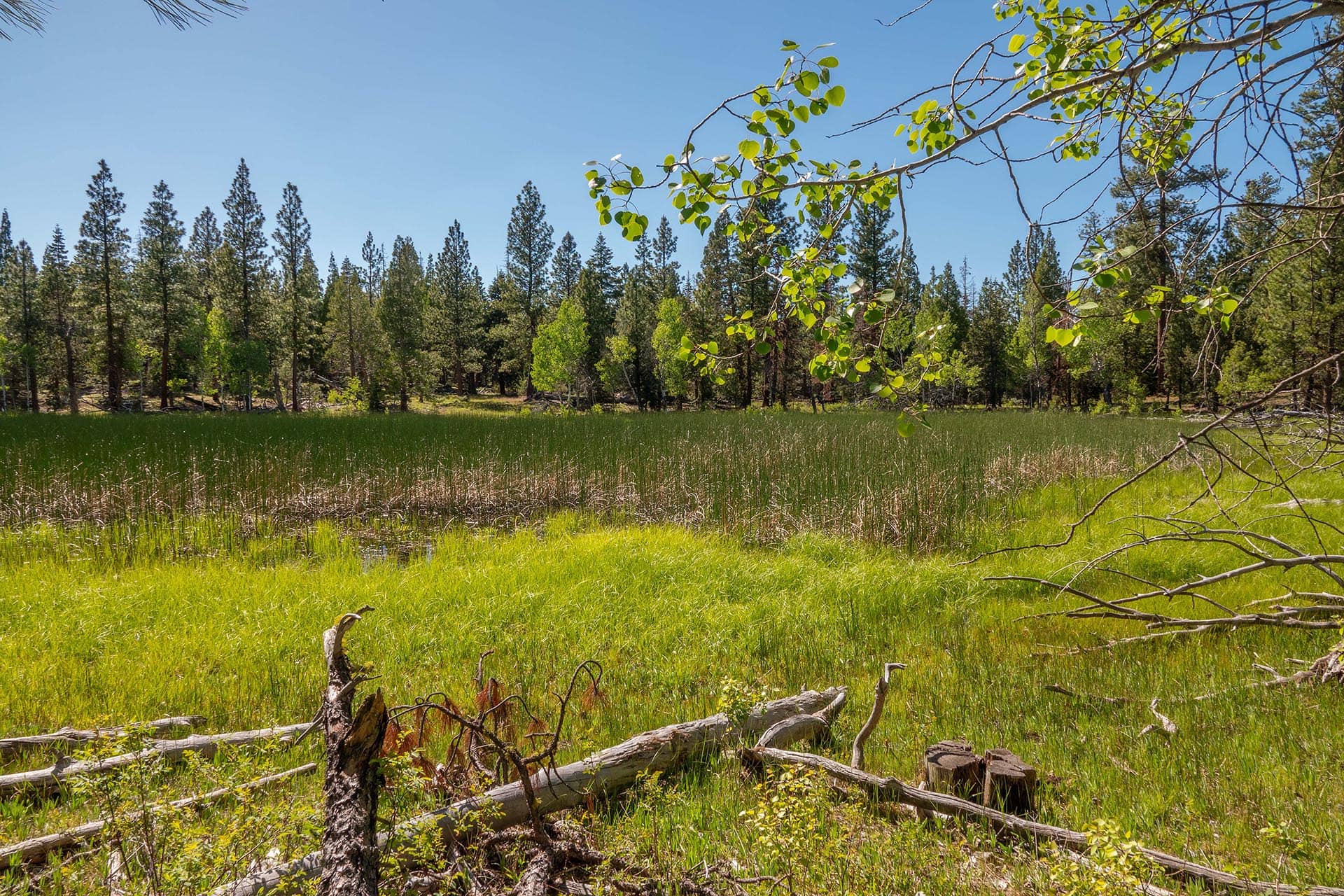marsh oregon aspen ridge ranch.jpg