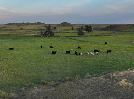 montana property for sale over the cliff ranch on little porcupine creek
