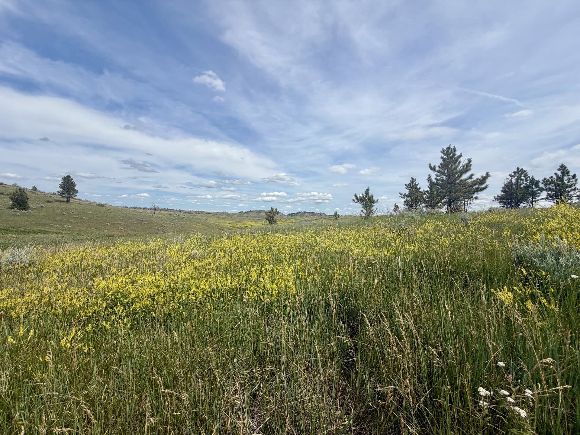 Wide open meadow with yellow wildflowers and tall grasses under a blue, partly cloudy sky; scattered pine trees in the distance.