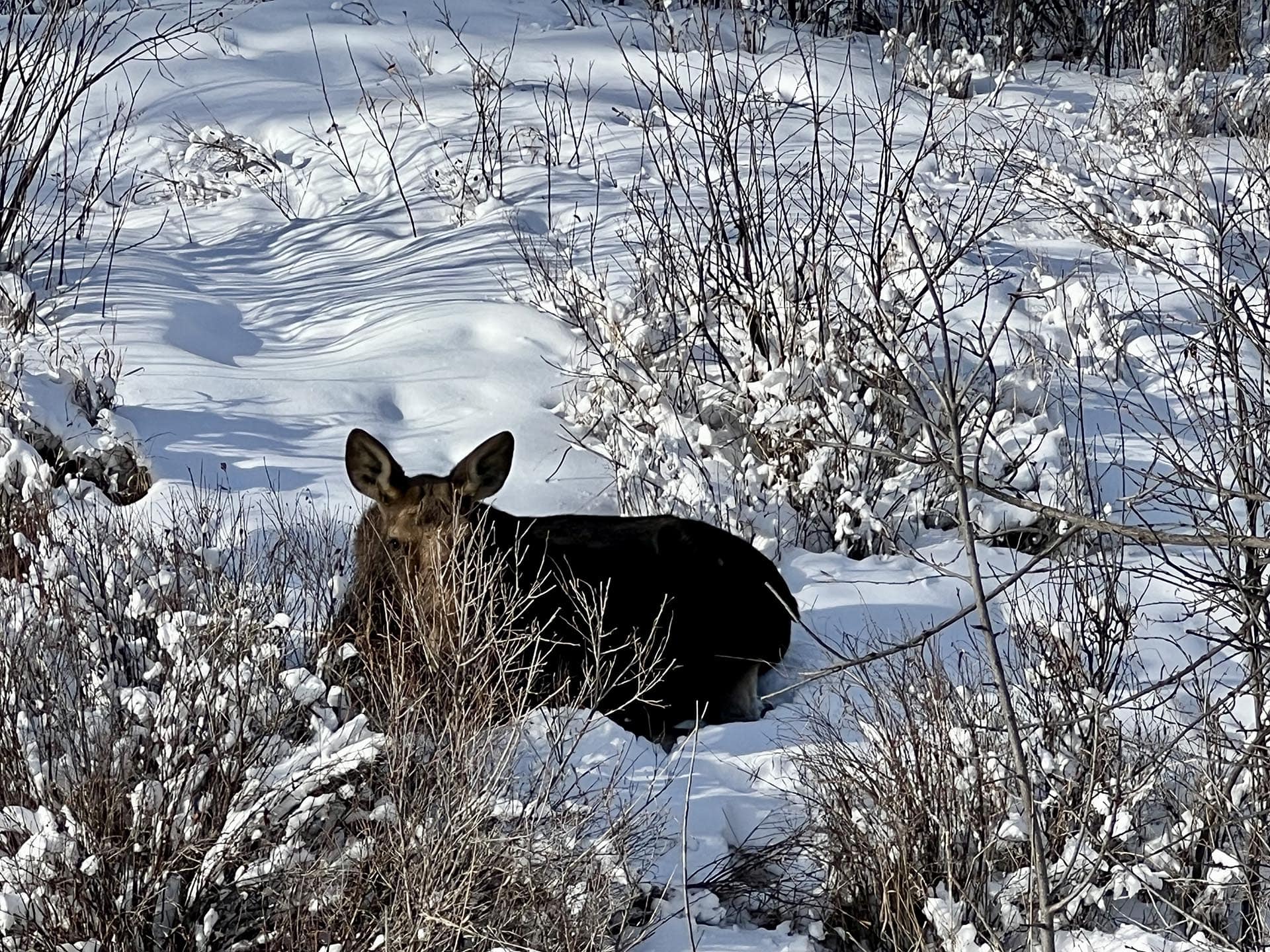 moose montana elk ridge mountain ranch