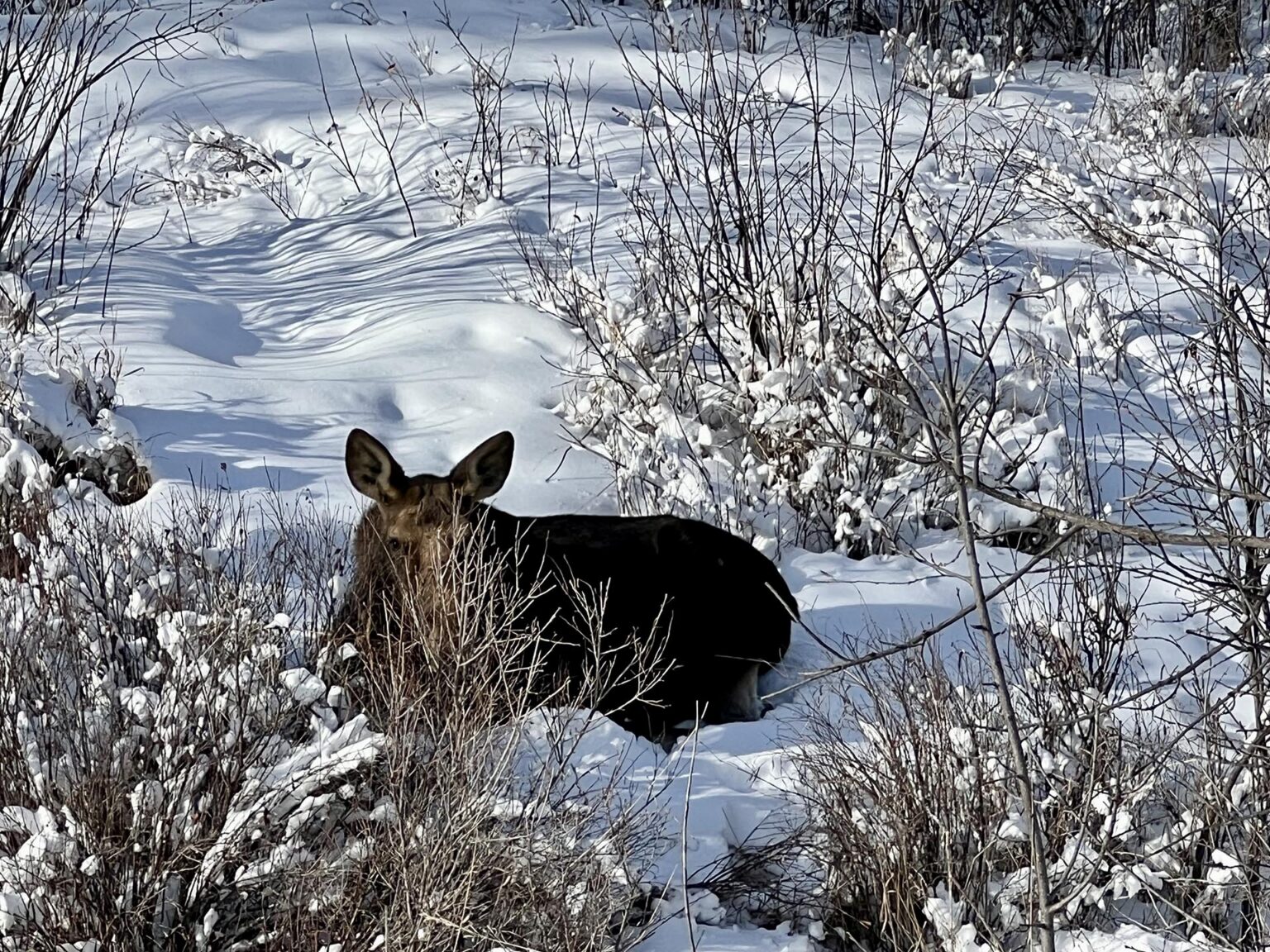 Elk Ridge Wilderness Retreat | Helena Montana | Fay Ranches