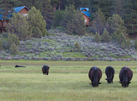 oregon cattle ranches for sale aspen ridge ranch