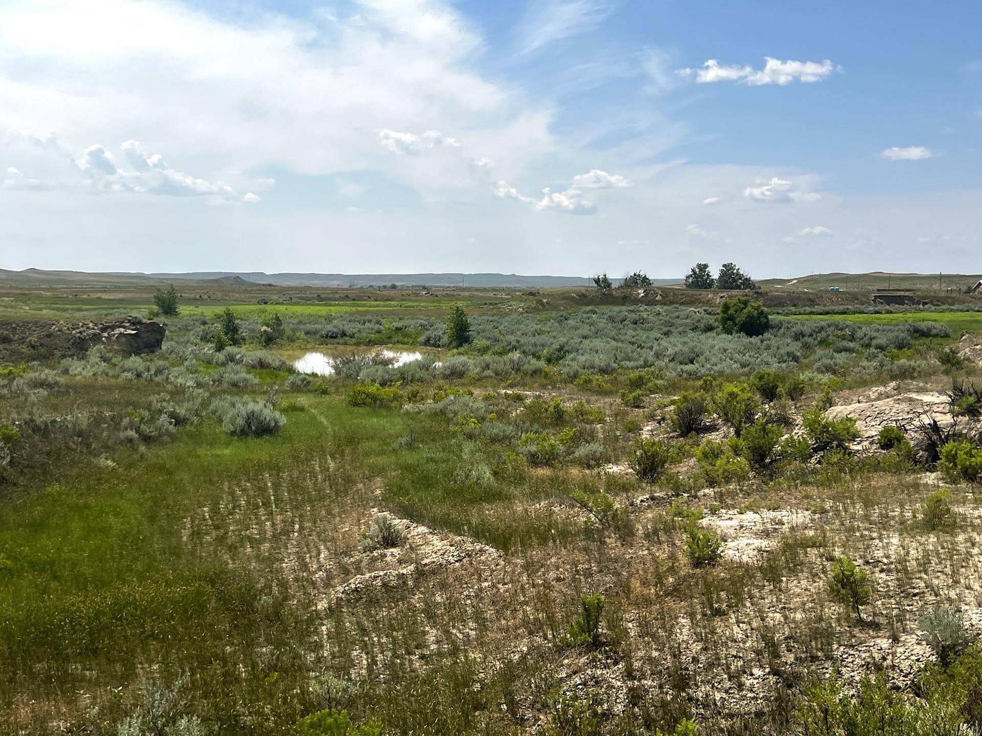 pheasant hunting montana over the cliff ranch on little porcupine creek