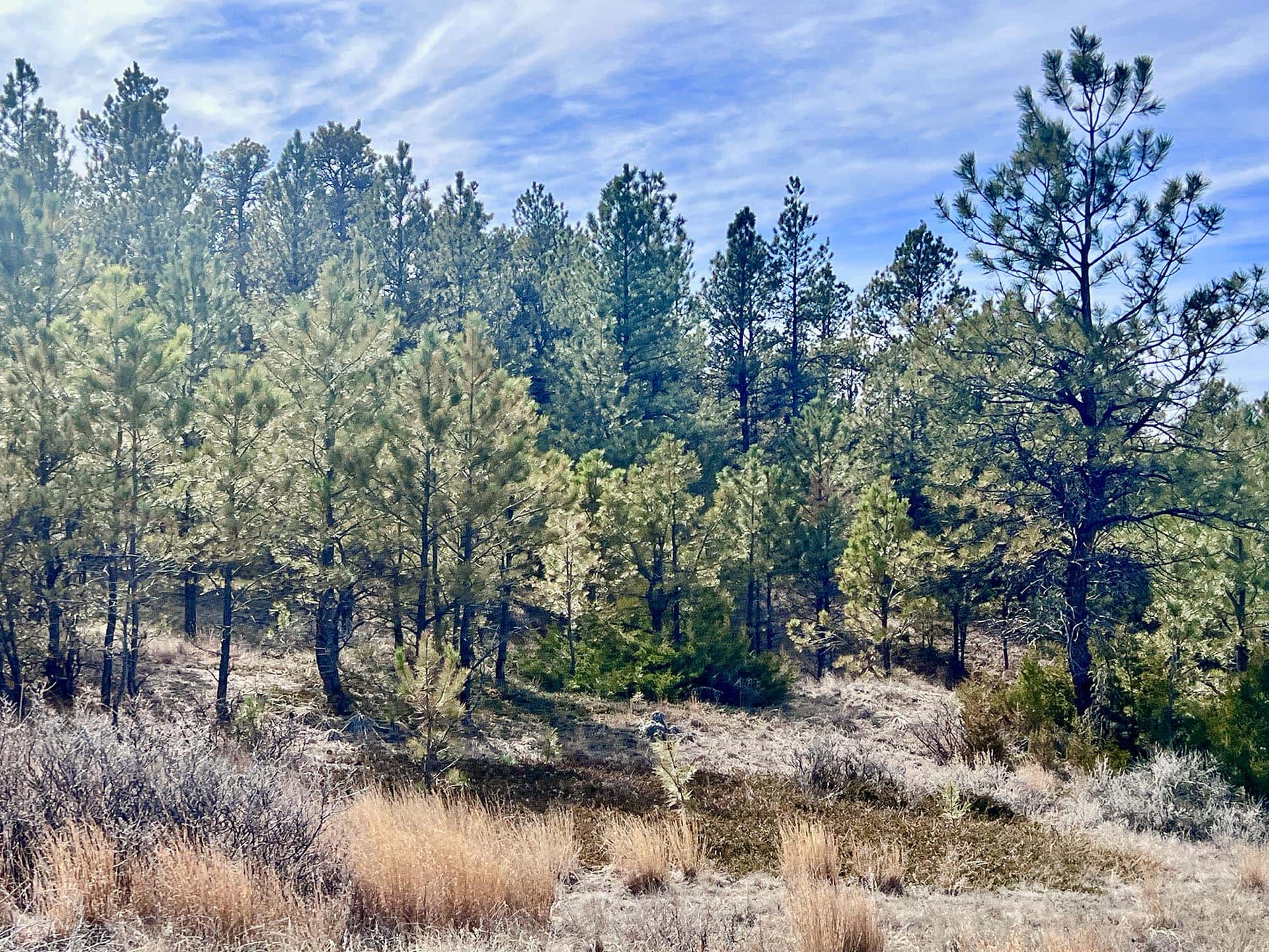prairie dog hunting montana legacy 551 ranch