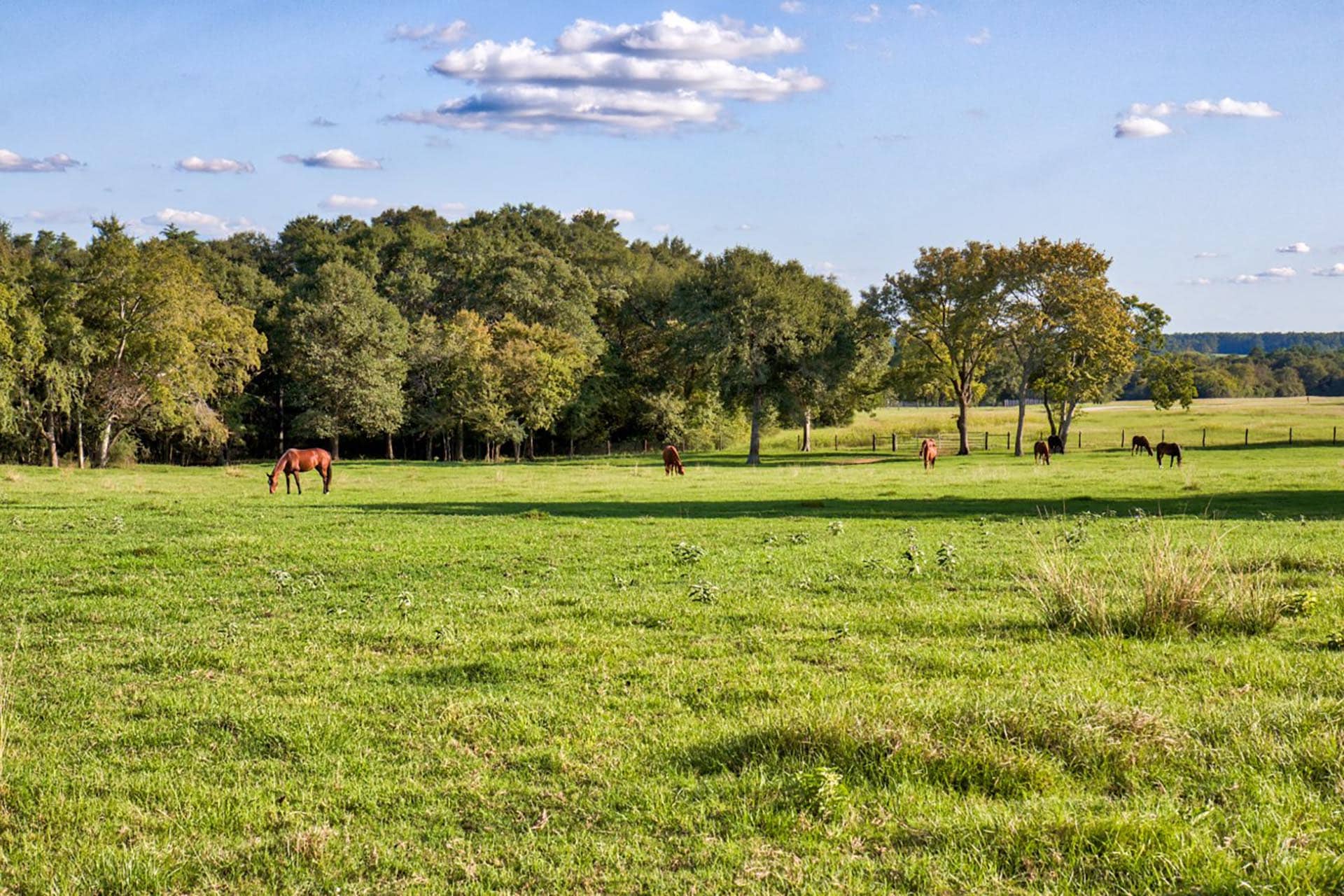 ranch for sale near houston texas whitehall ranch