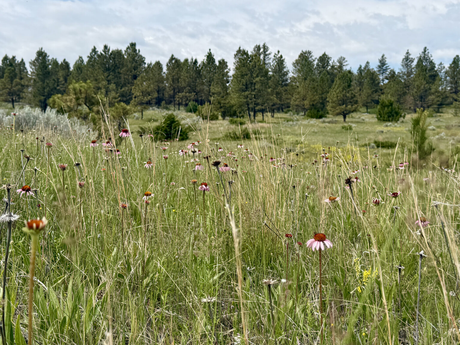 Legacy 551 Ranch | Volborg, Montana | Fay Ranches