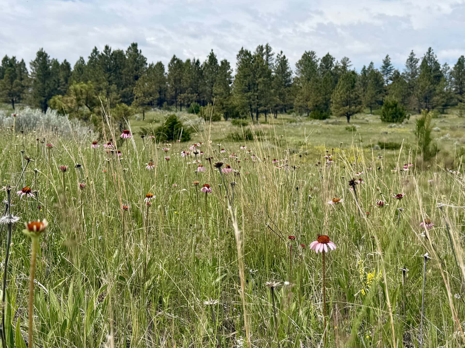 Field of tall grasses and pink coneflowers with a row of evergreen trees under a cloudy sky, foreground-focused meadow scene.