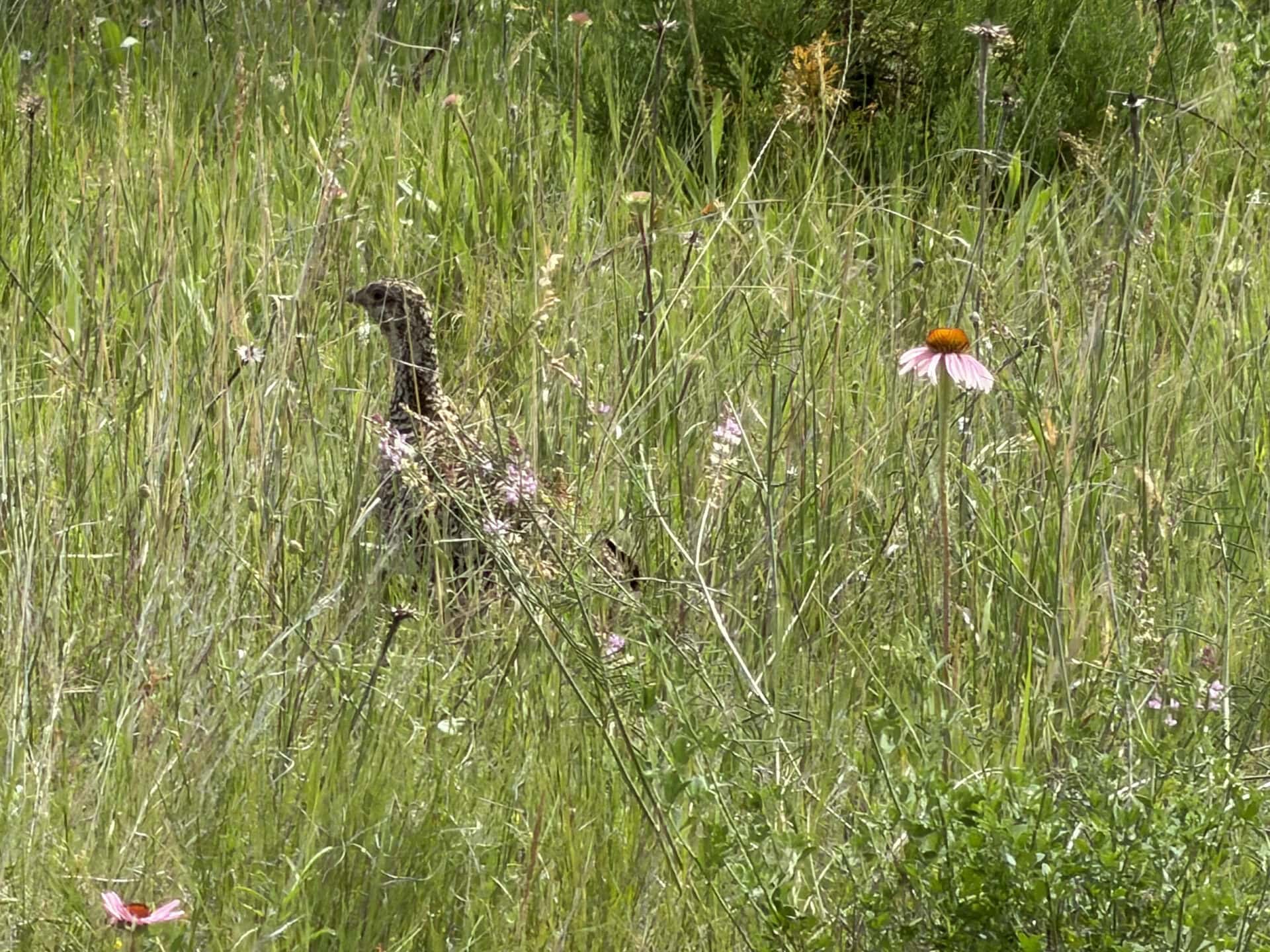 Wildflower meadow with tall grasses; a hidden animal's neck peeks through the grass, pink coneflowers in the foreground.