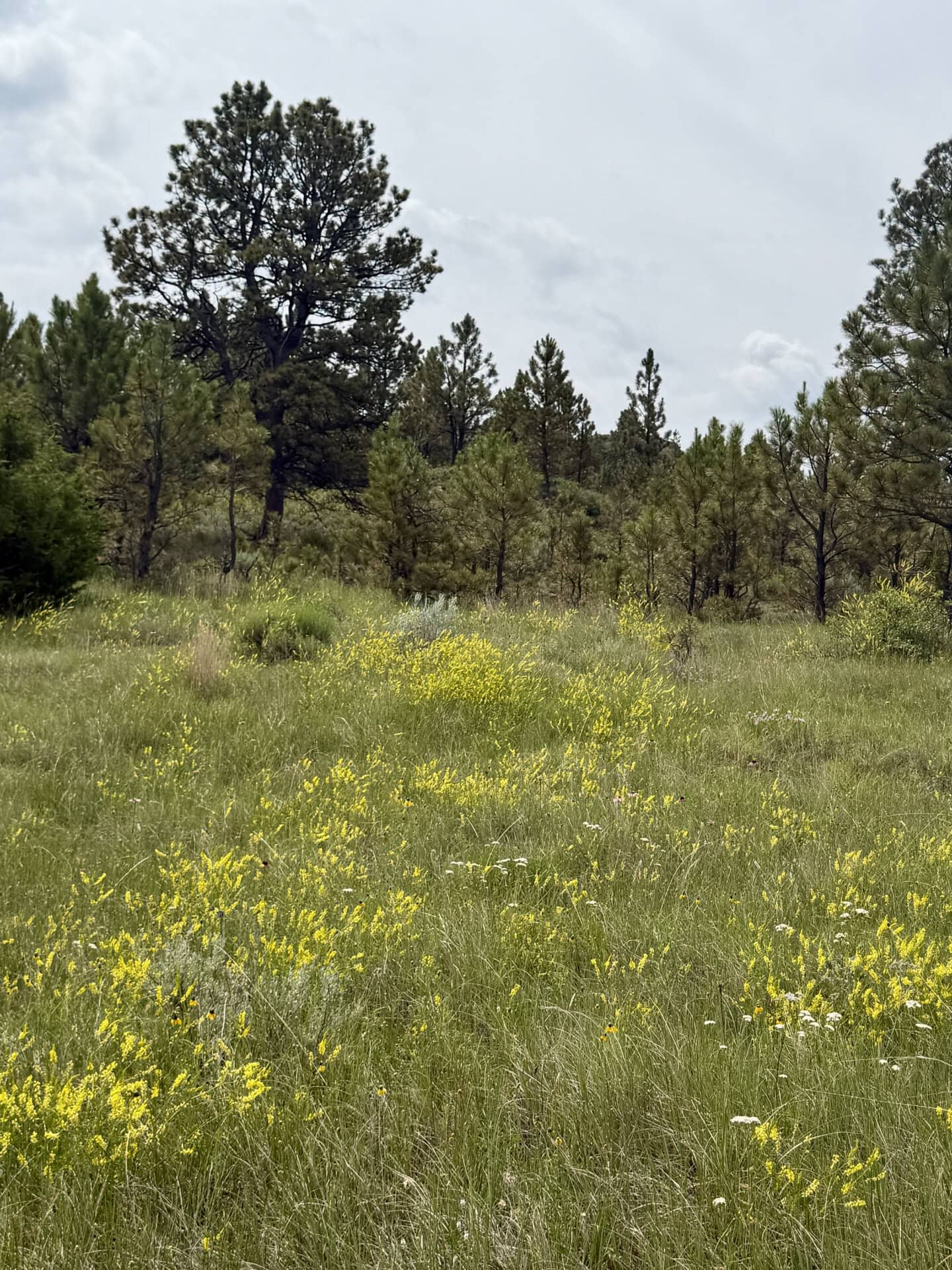 Meadow with yellow wildflowers and tall grasses, pine trees in the background under a cloudy sky.
