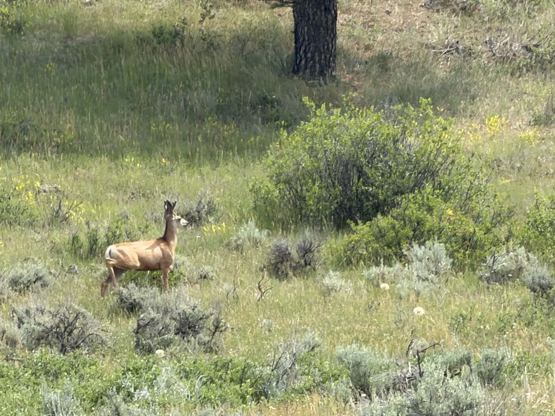 A deer standing in a grassy meadow with shrubs and a tree trunk in the background, daytime light