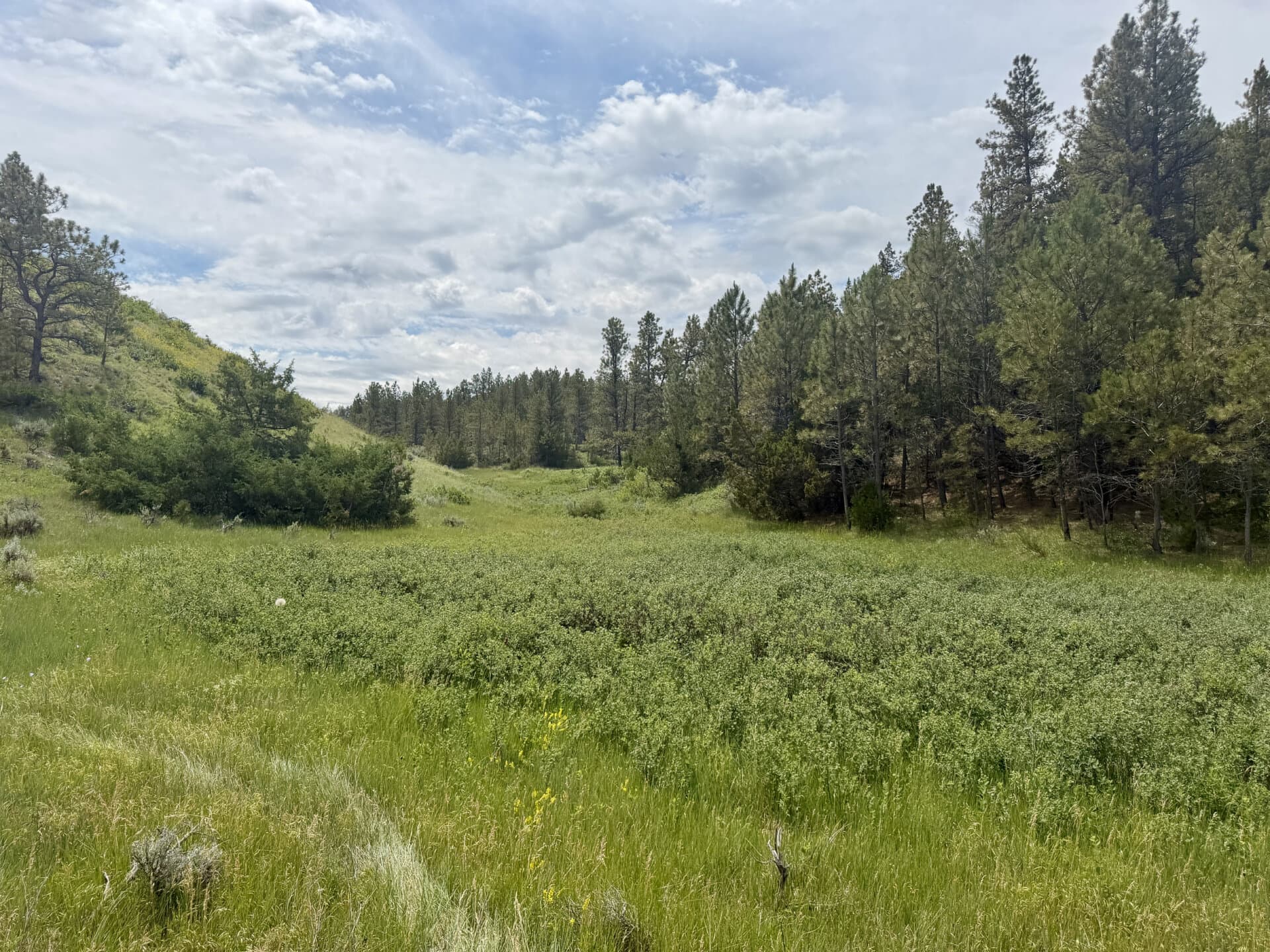 Open grassy meadow with yellow wildflowers and shrubs, edge of pine forest on the right under a cloudy blue sky.