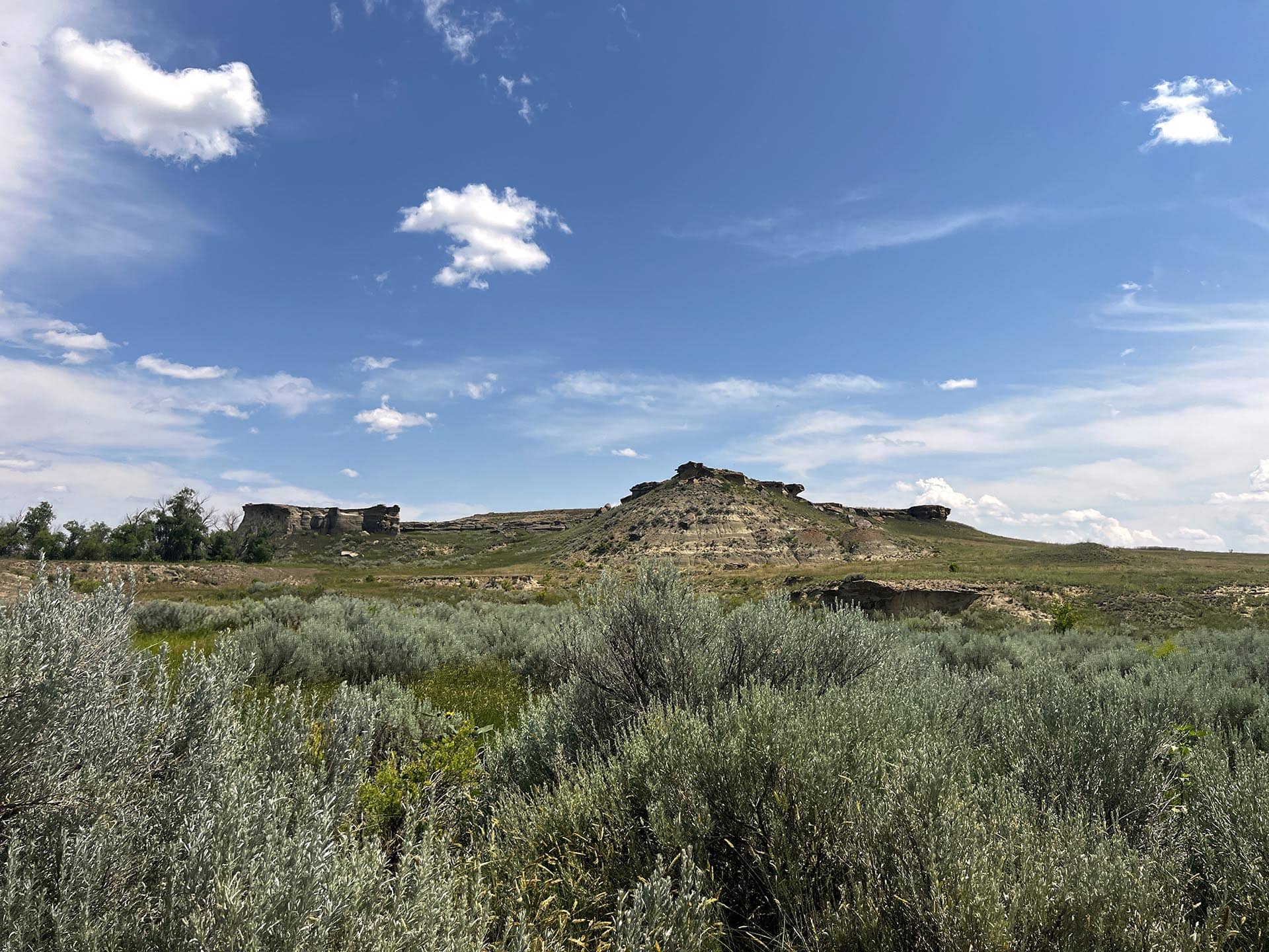 sage grouse montana over the cliff ranch on little porcupine creek