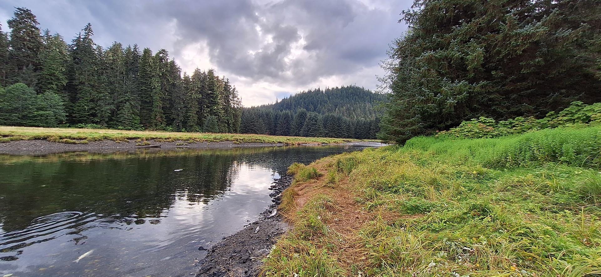 A calm river bordered by green grass and dense evergreen trees beneath a cloudy sky at dusk