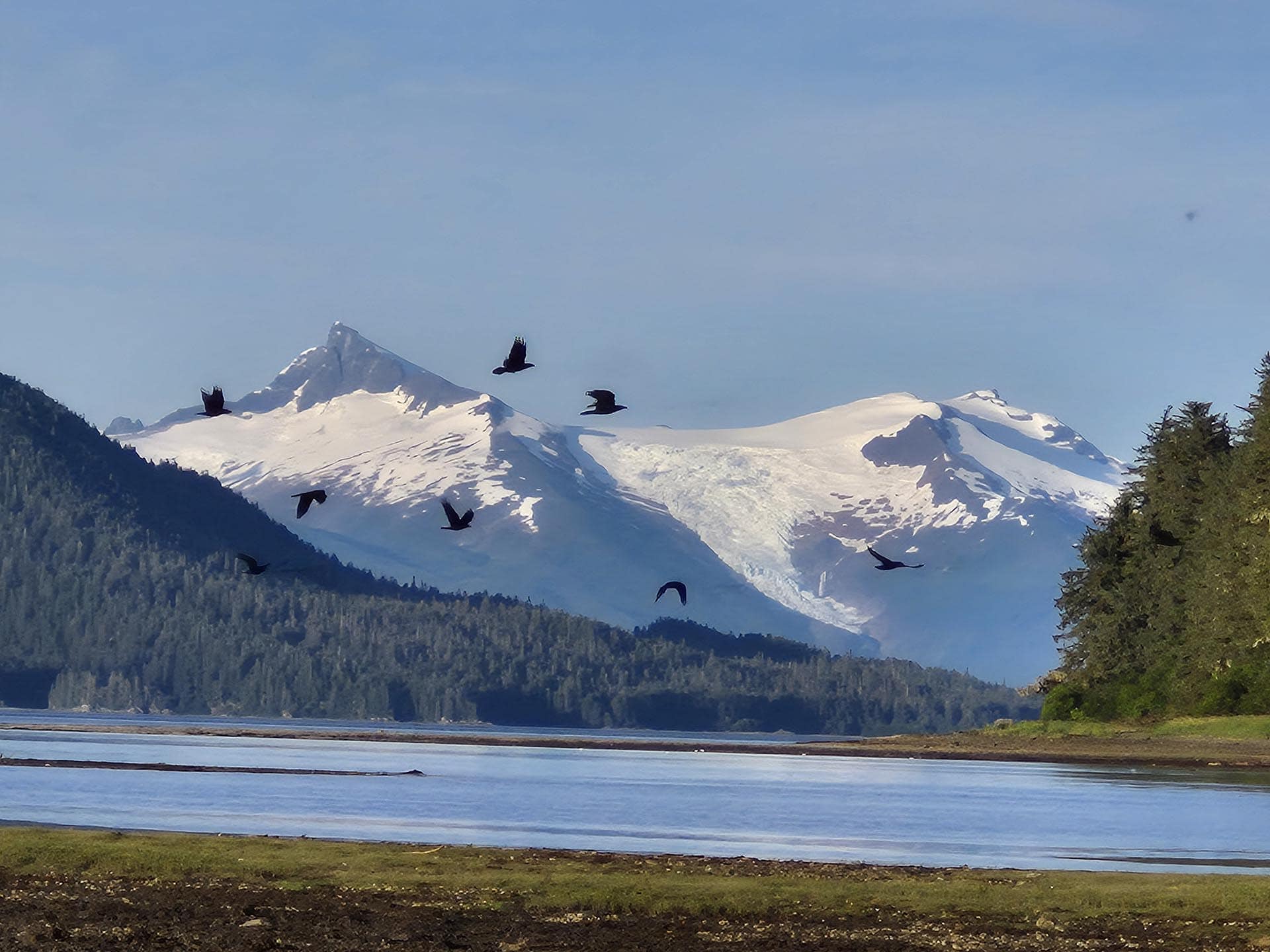Snowy mountains with a forested foothill and a calm lake, several birds flying across the sky