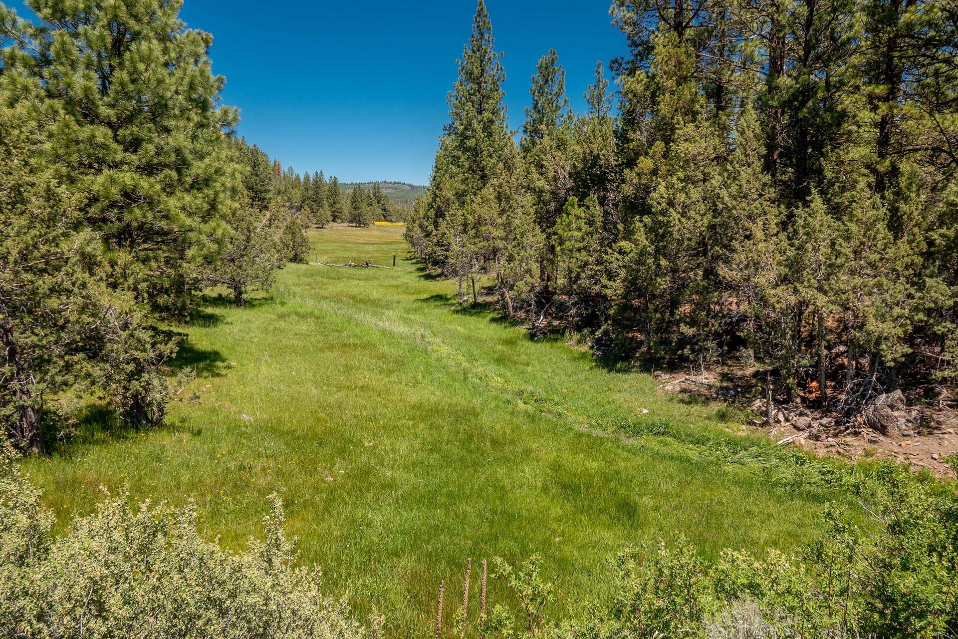 small meadow oregon aspen ridge ranch.jpg