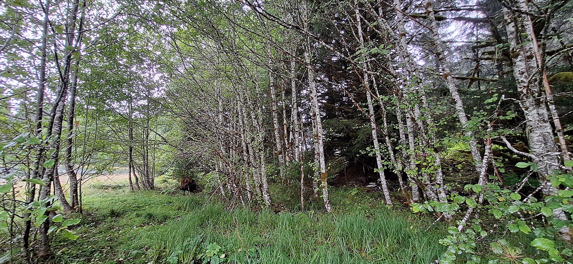 Forest edge with slender birch trees and green undergrowth, dappled light filtering through the canopy.