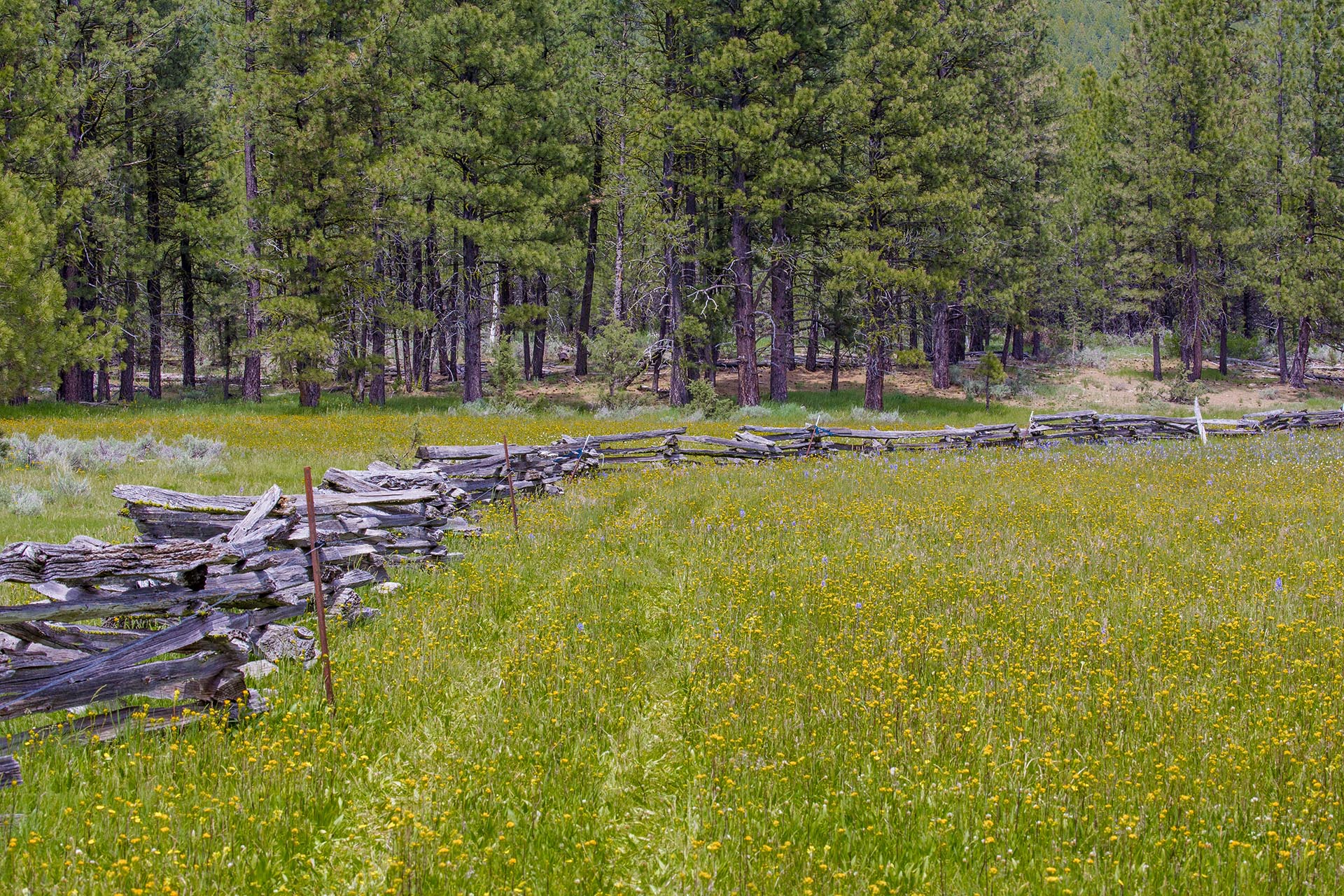 split rail fence meadow oregon aspen ridge ranch
