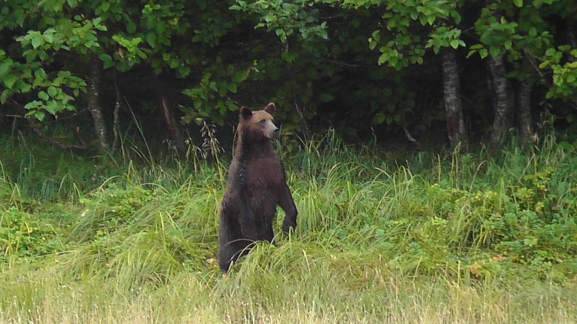 A bear standing upright on hind legs in a grassy clearing with dense trees behind it.”] ,