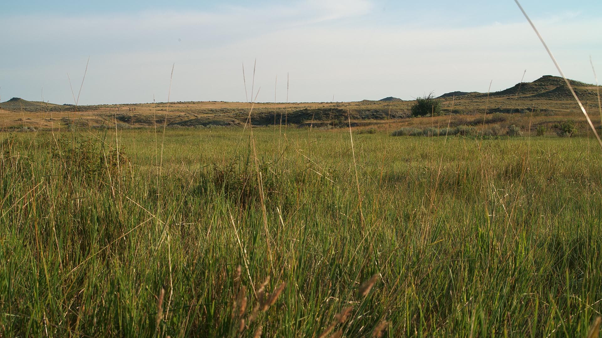 subirrigated meadow montana over the cliff ranch on little porcupine creek