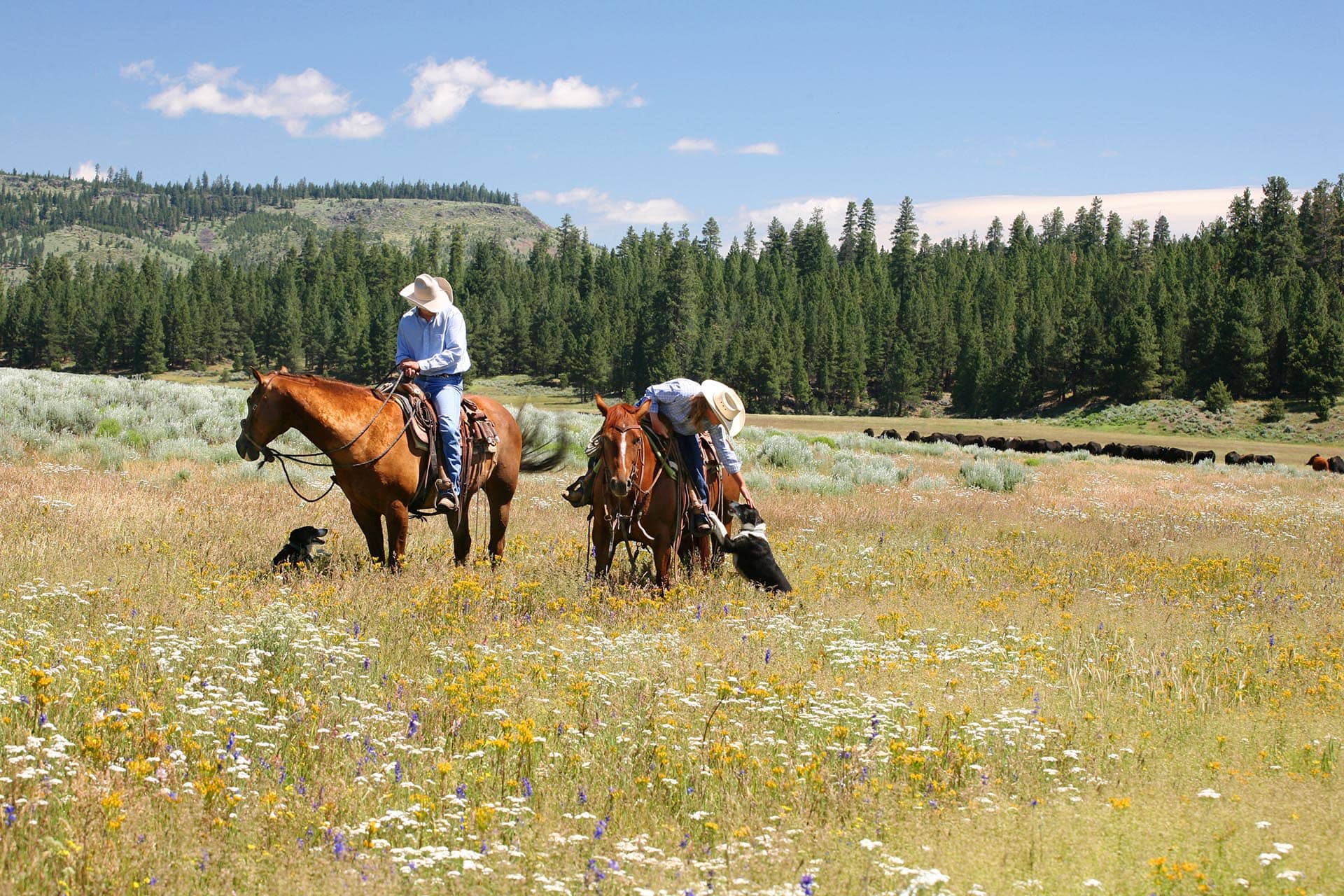 western cattle ranch horseback riding oregon aspen ridge ranch