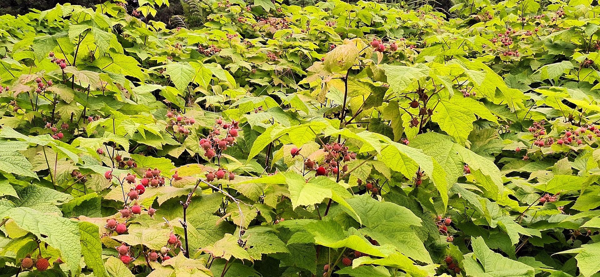 wild berries alaska hasselborg homestead