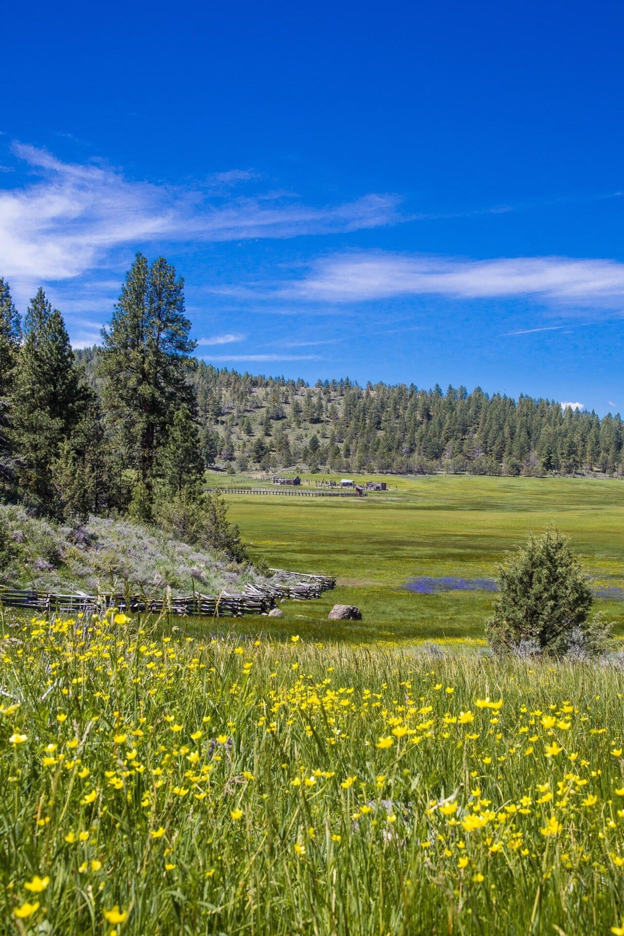 wildflower meadow valley landscape oregon aspen ridge ranch