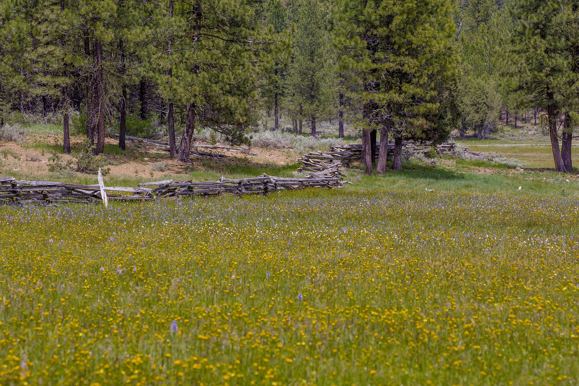 wildflower meadow with pine forest oregon aspen ridge ranch