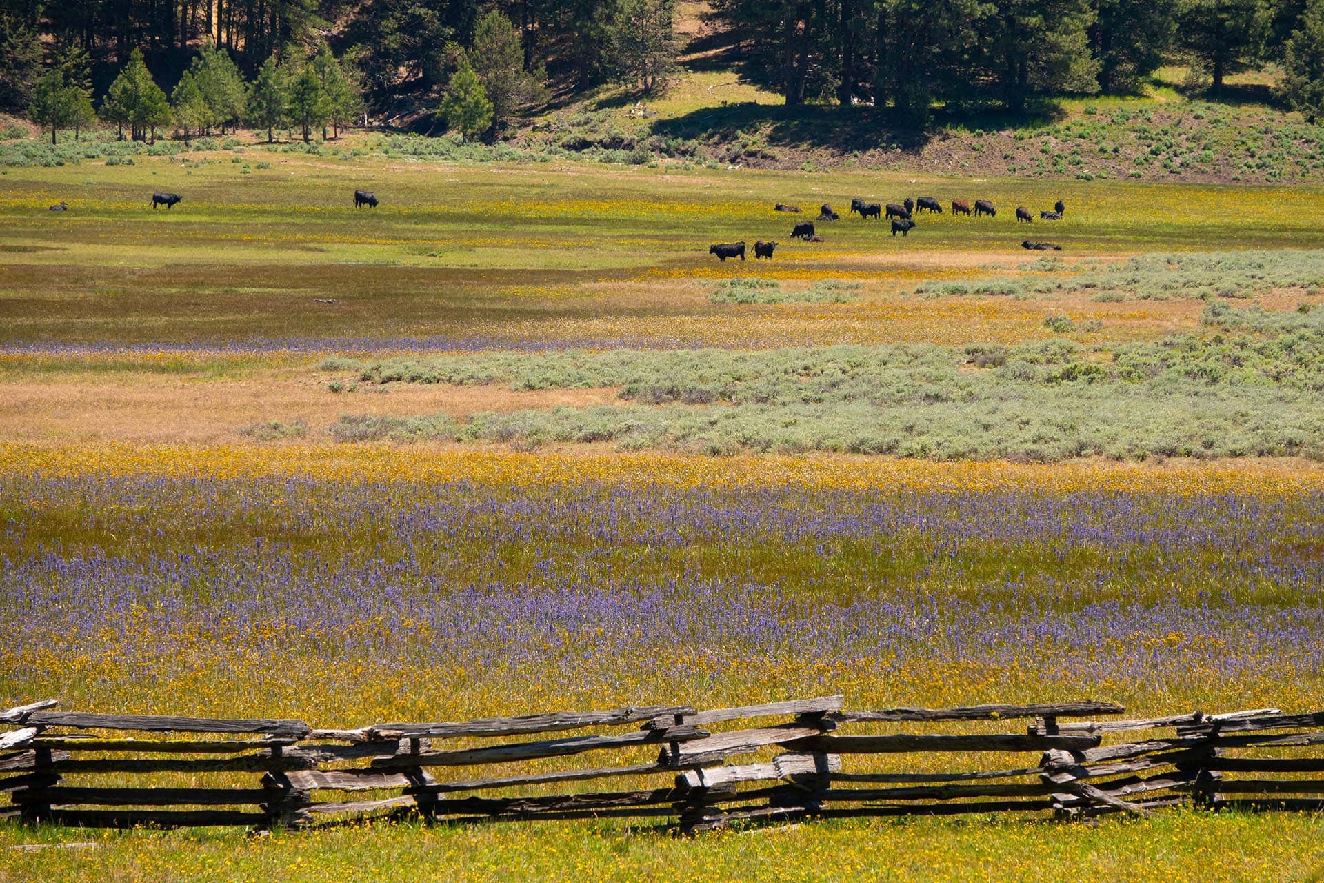 wildflowers cattle oregon aspen ridge ranch.jpg