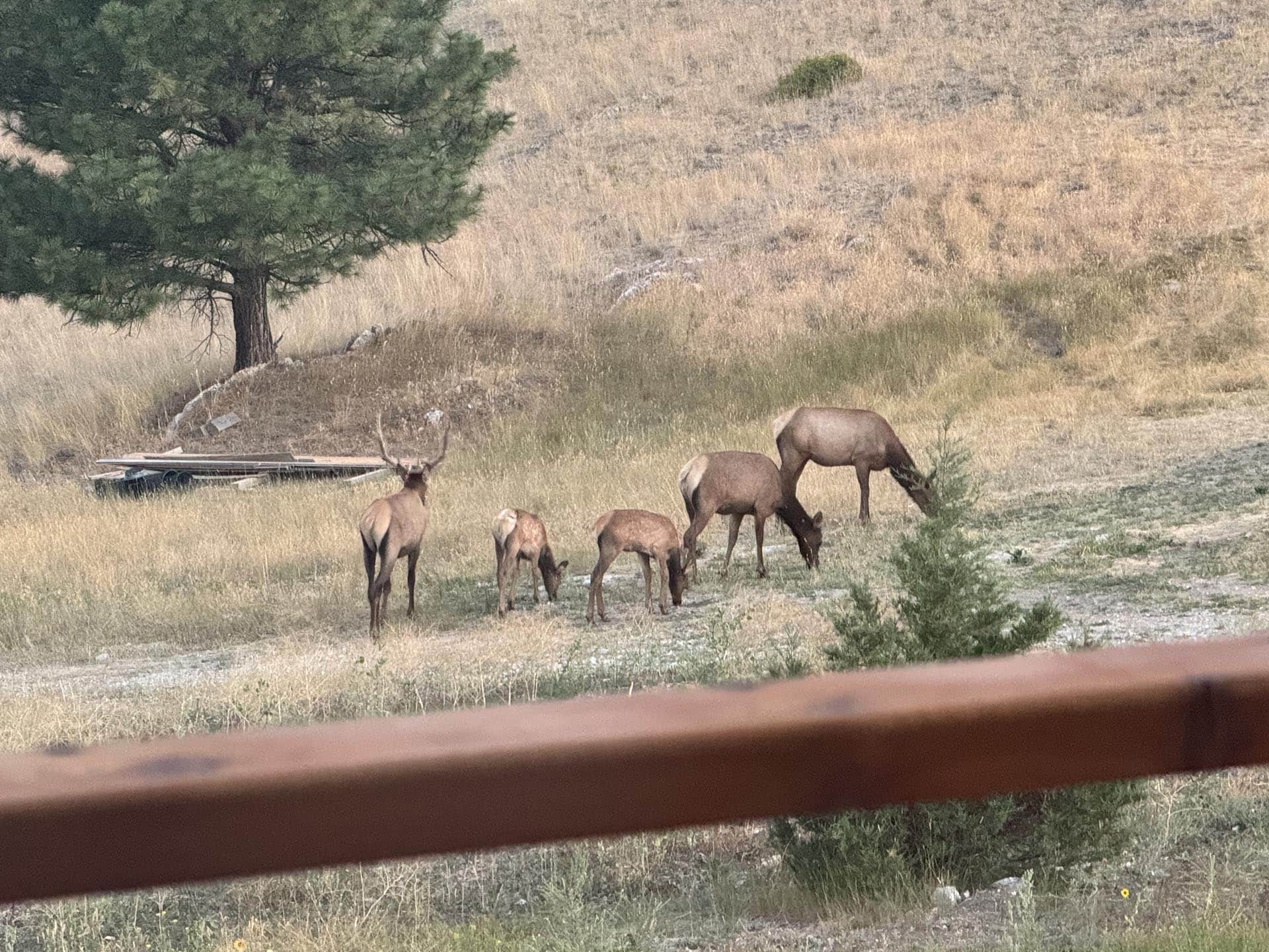 wildlife montana elk ridge mountain ranch