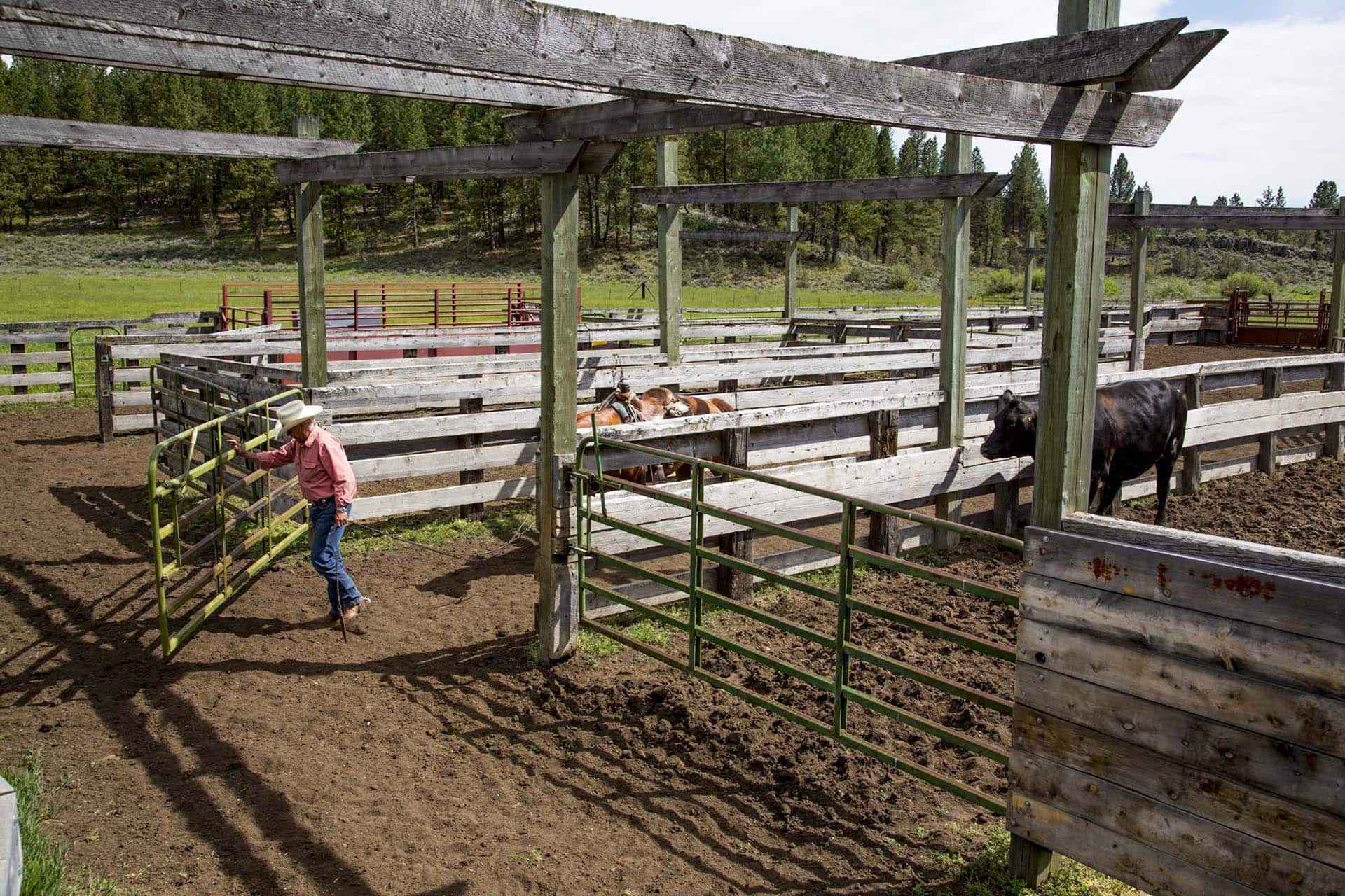 working cattle corrals ranch operation oregon aspen ridge ranch