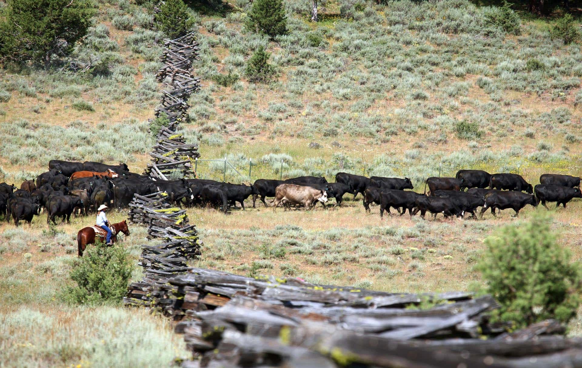 working cattle ranch oregon aspen ridge ranch