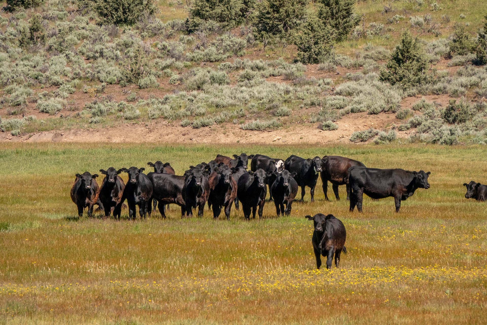 yearling cattle orego aspen ridge ranch.jpg
