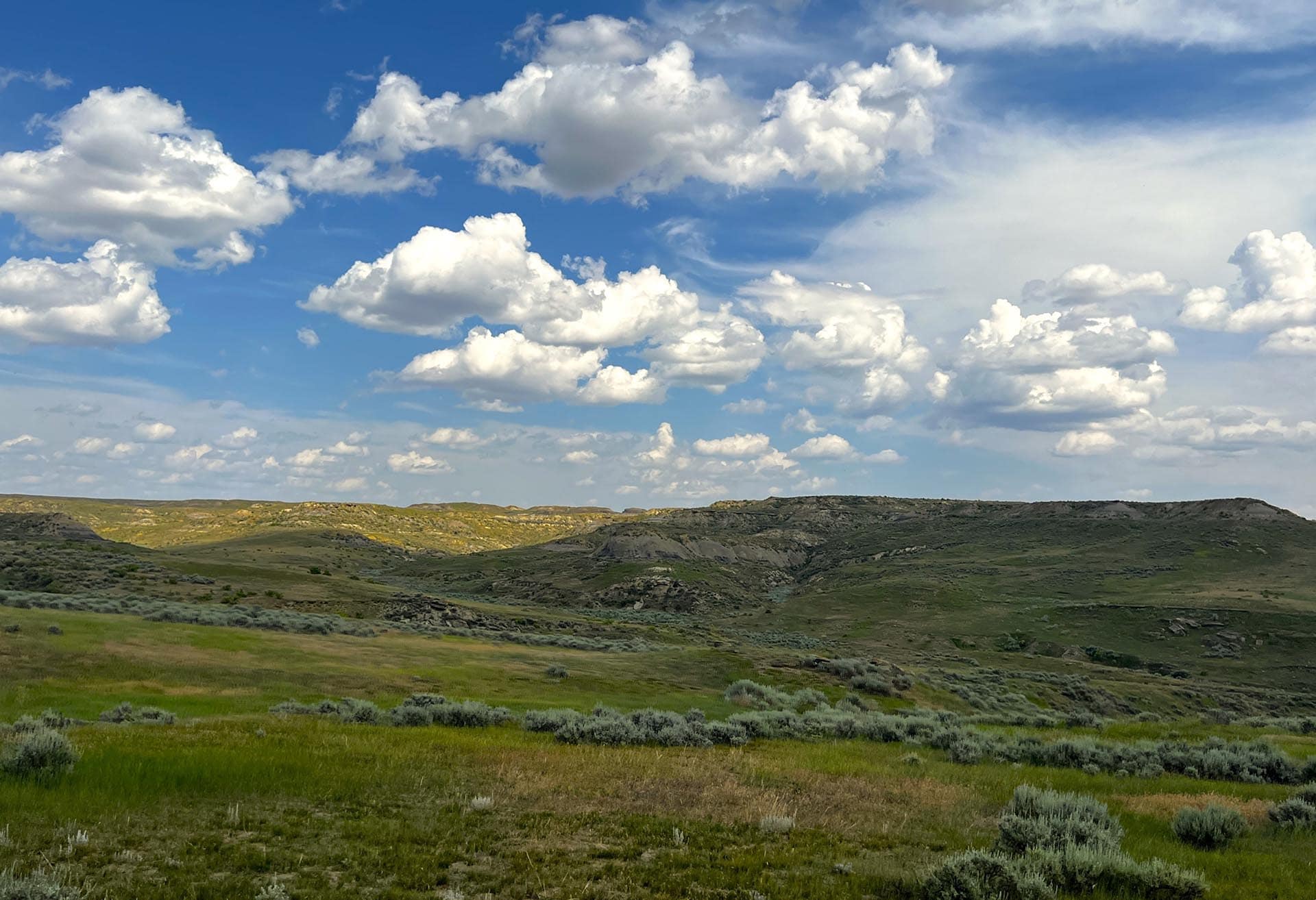 yearling operation montana over the cliff ranch on little porcupine creek