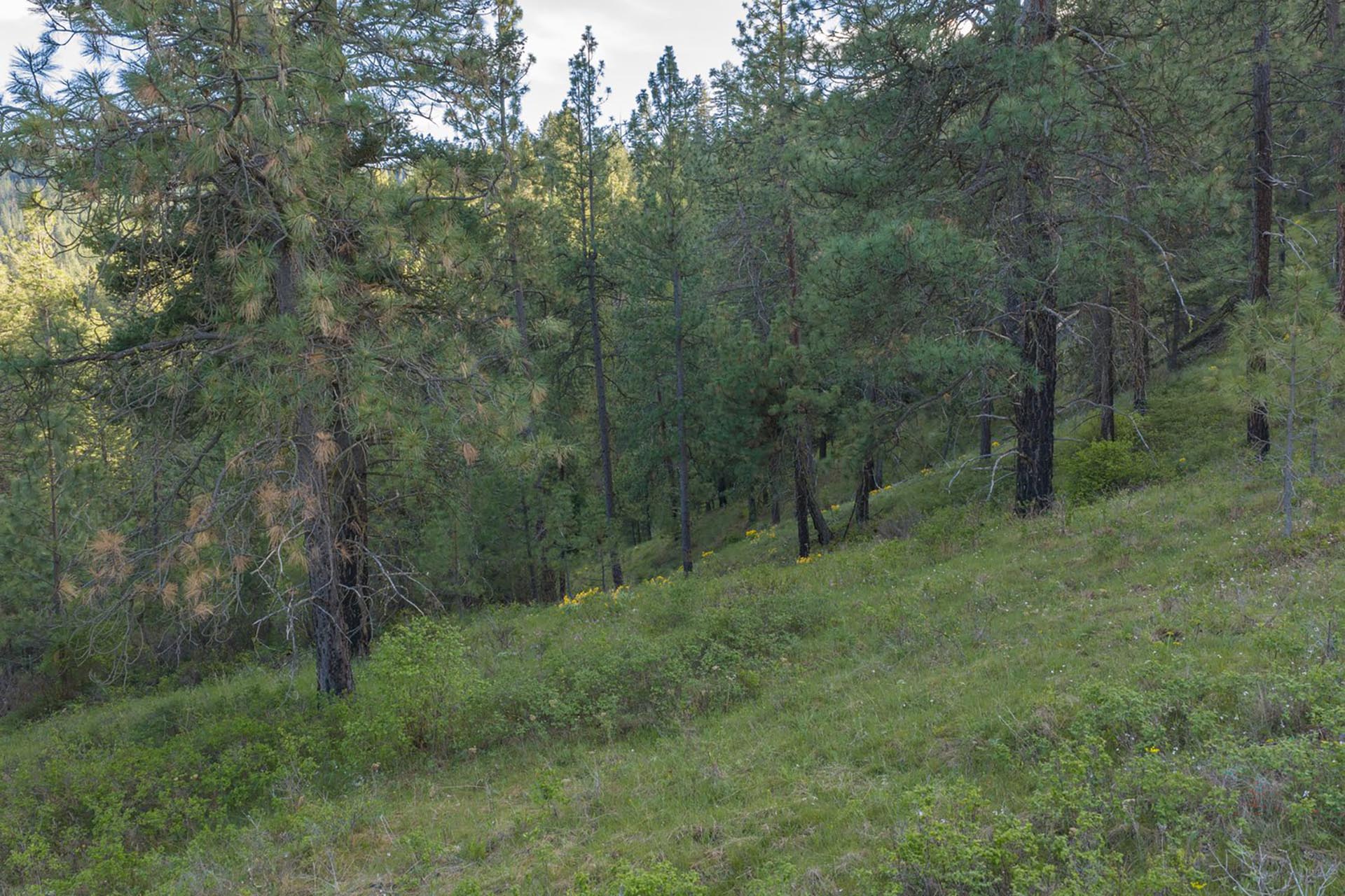 Sloped hillside covered with pine trees and green undergrowth in a forest setting.