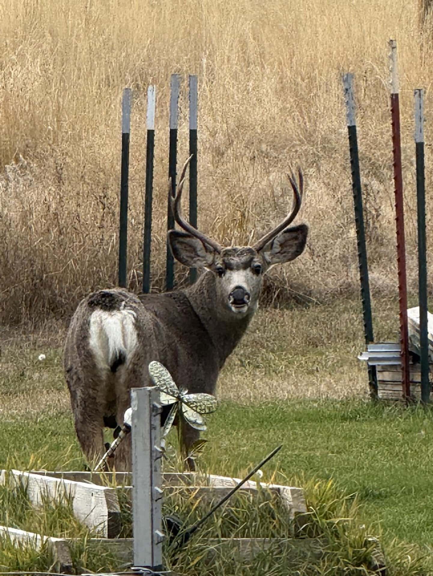 Buck Eastern Washington Canyon Ridge Ranch