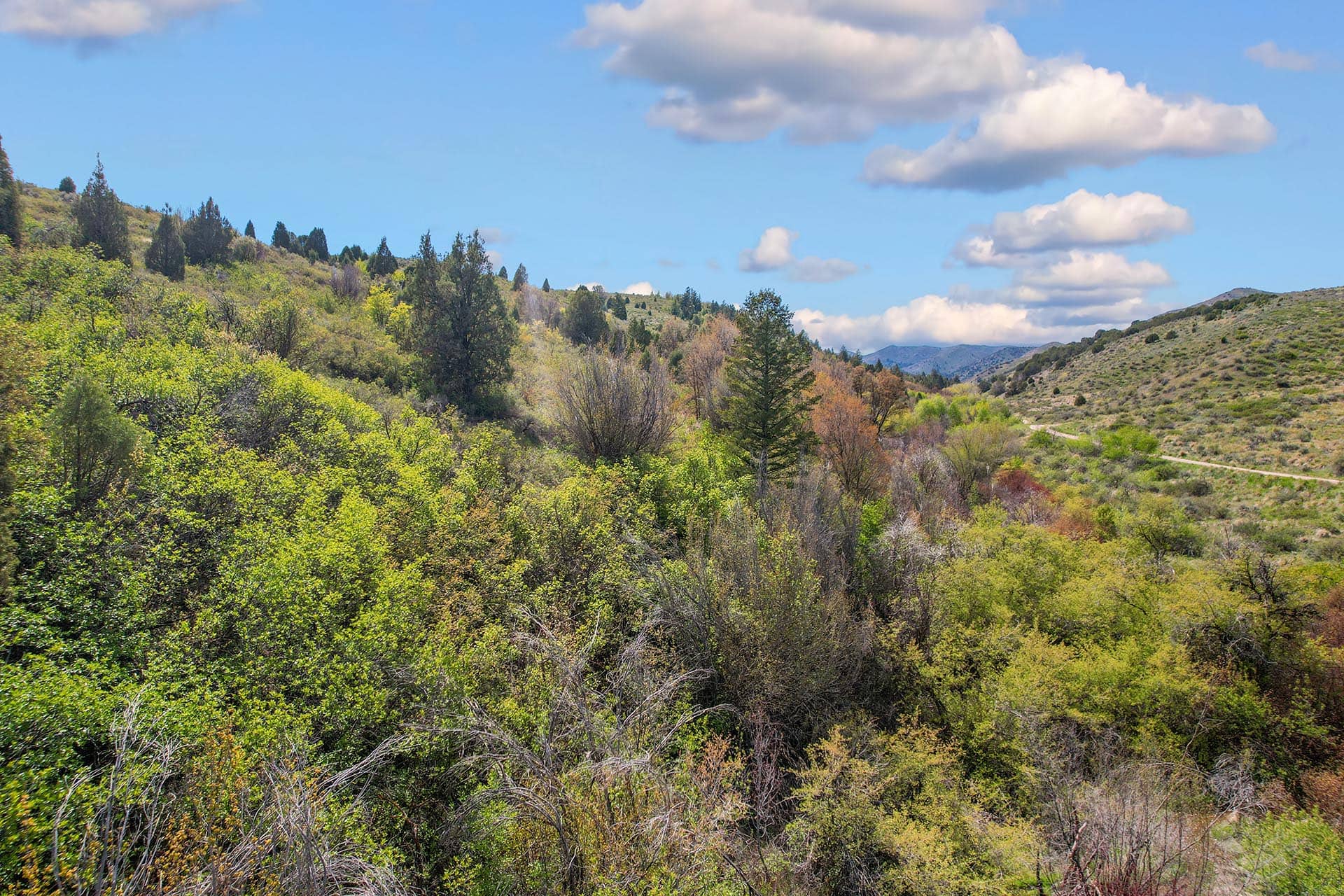 creek bottom idaho walker creek lookout