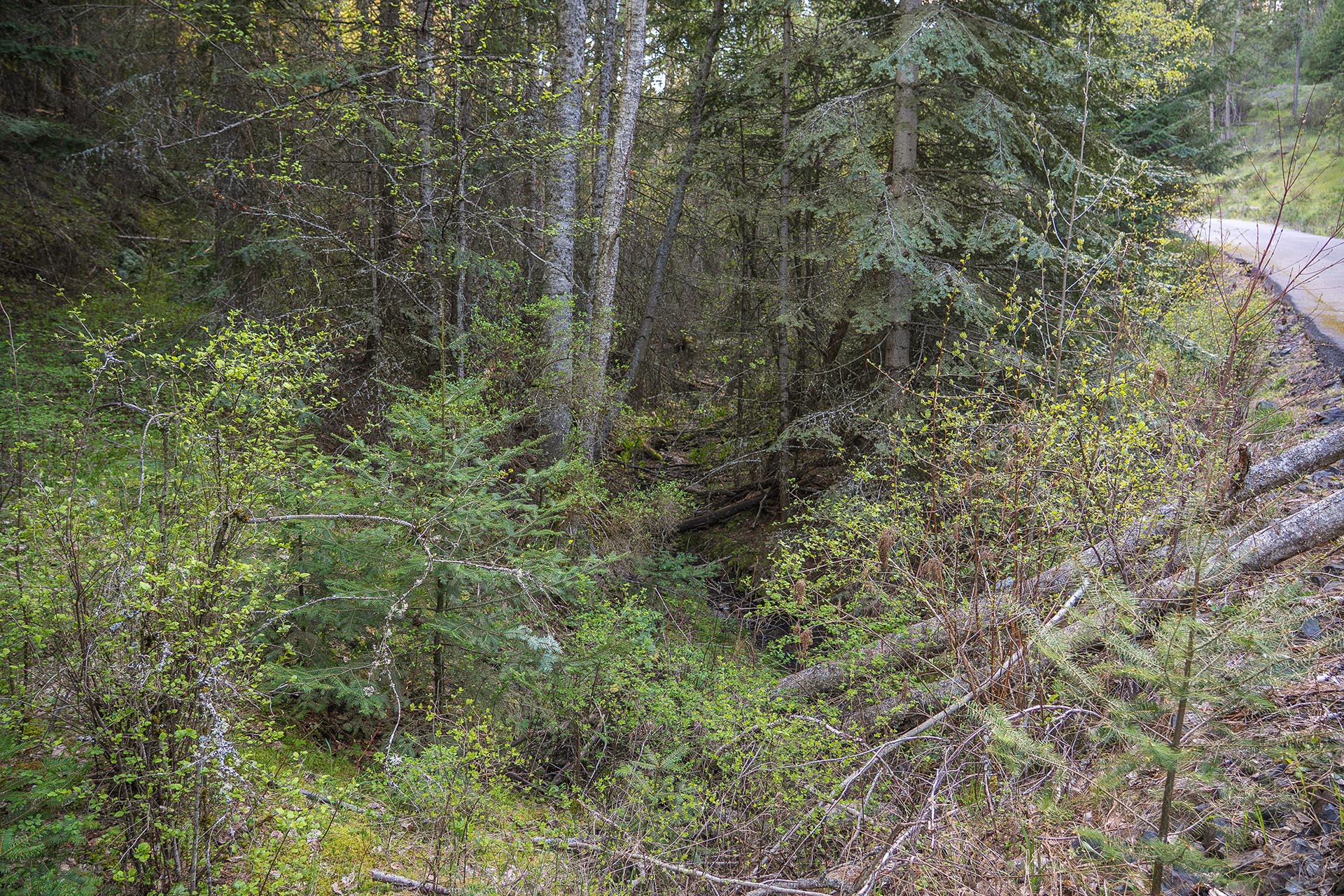 Creek Bottom Washington Grouse Mountain Drive