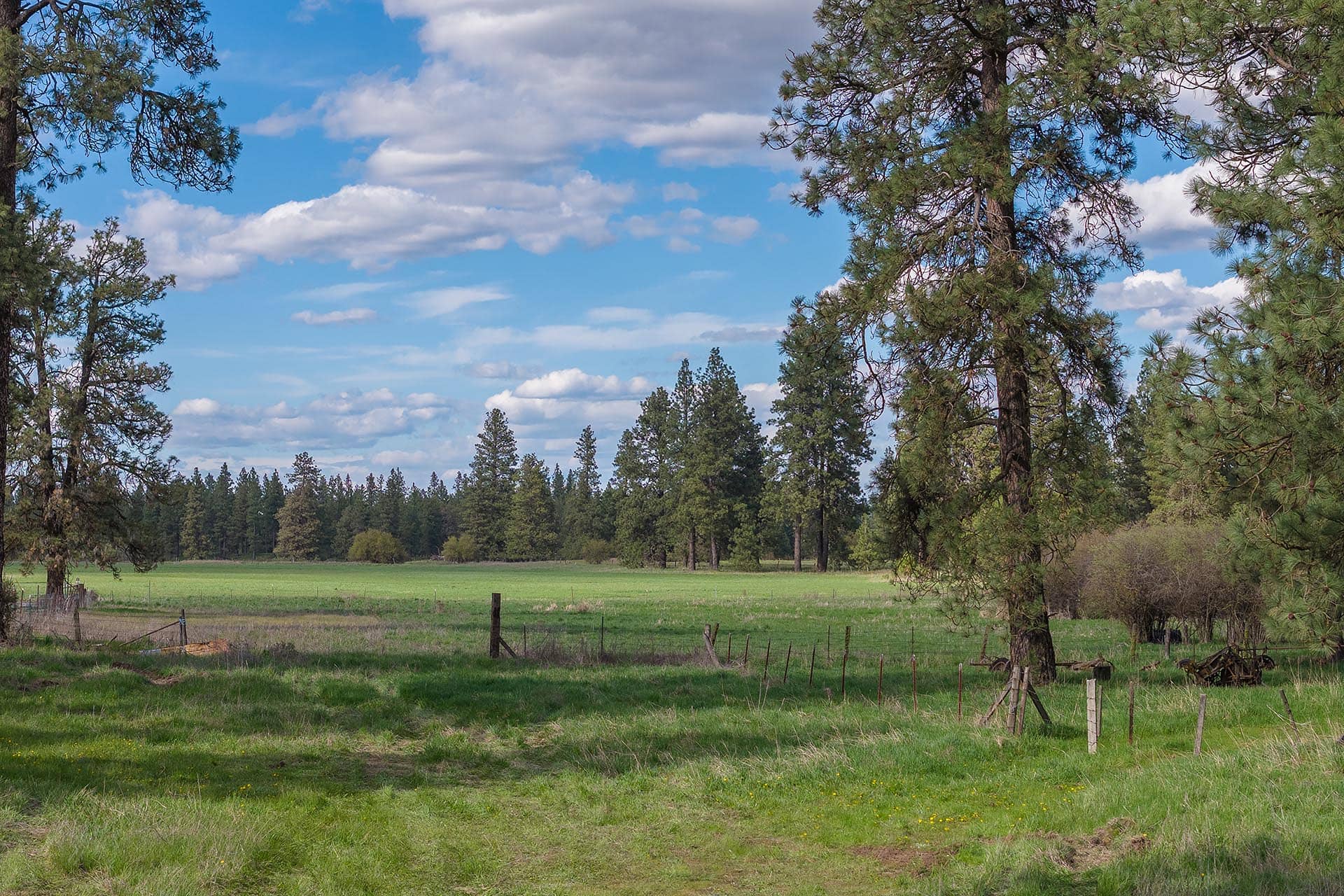 Open grassy meadow framed by tall pine trees, with a weathered wooden fence in the foreground under a blue, partly cloudy sky.