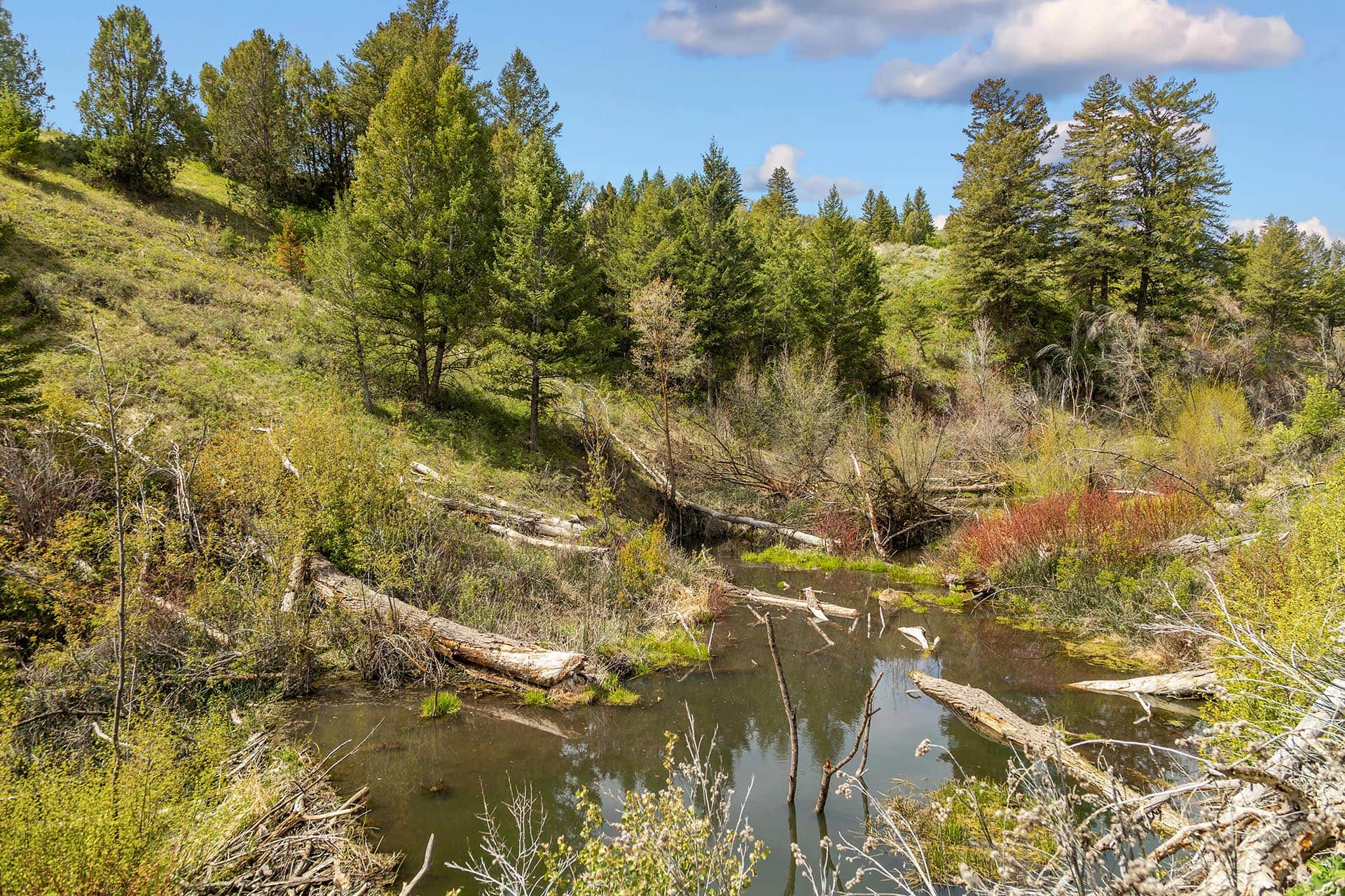 Elk Wallow Idaho Walker Creek Lookout