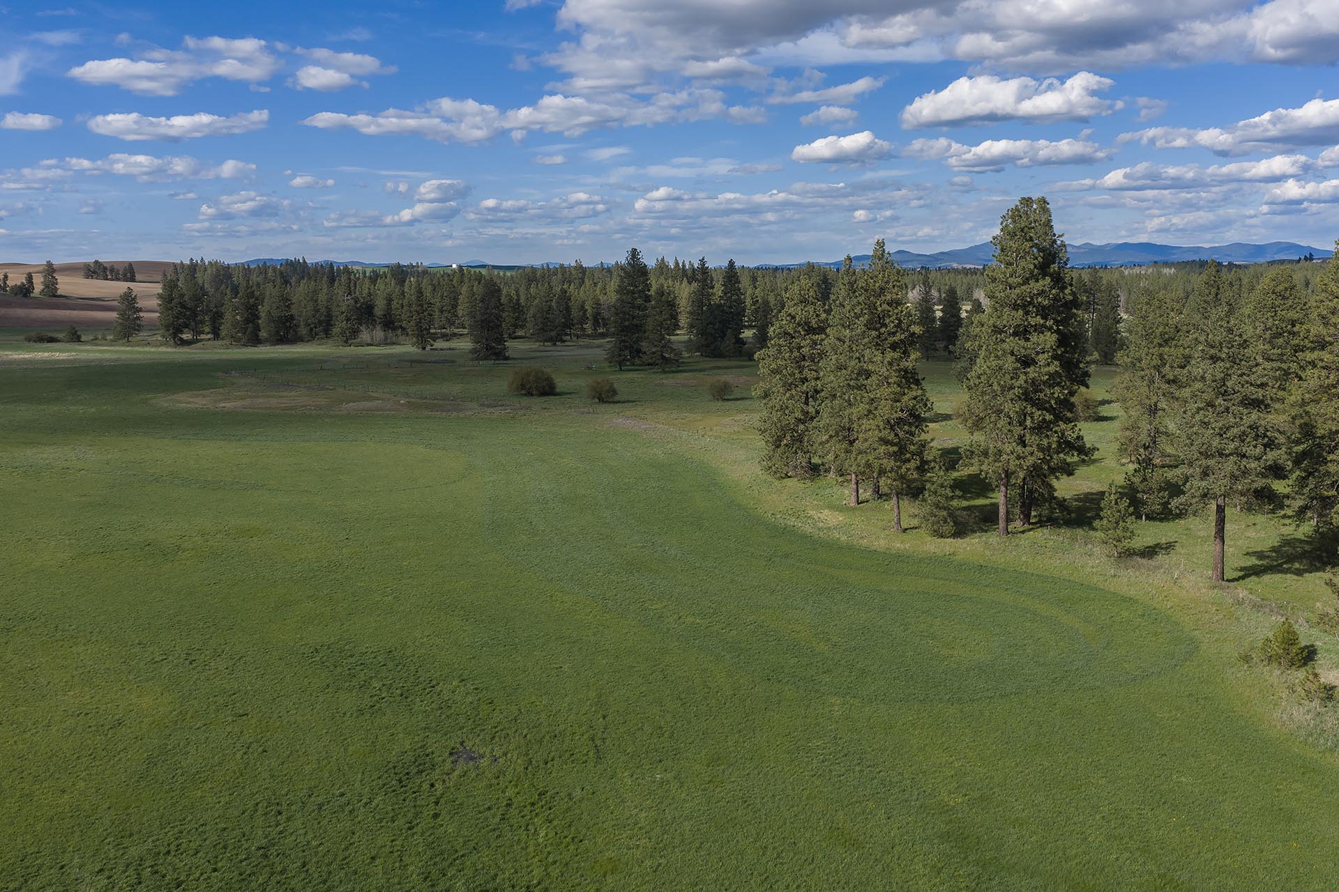 Aerial view of a green meadow with scattered tall pine trees and a distant forest under a blue sky with fluffy white clouds.