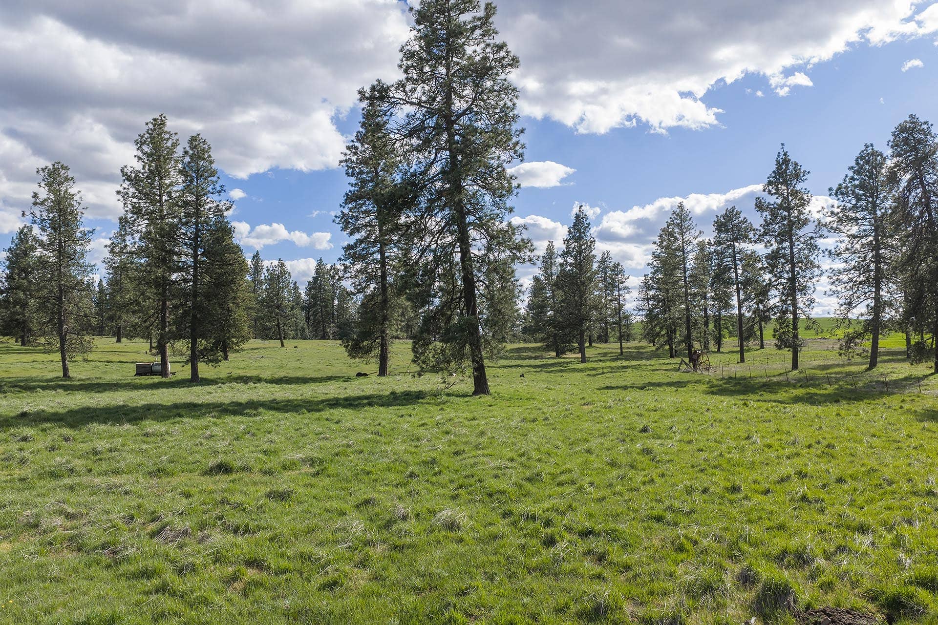 Open grassy meadow with scattered tall pine trees under a partly cloudy blue sky with distant horizon.
