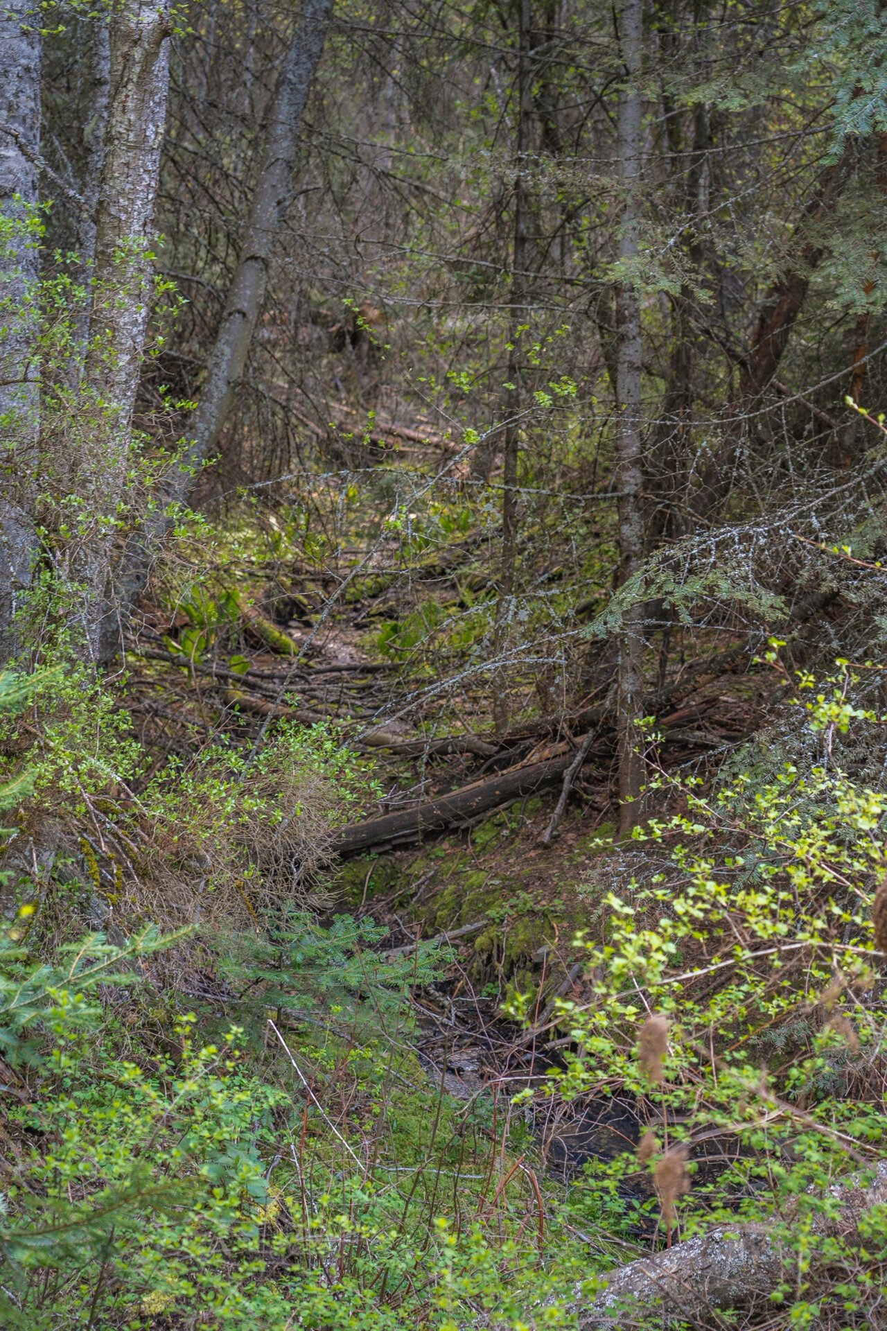 Flowing Creek Washington Grouse Mountain Drive