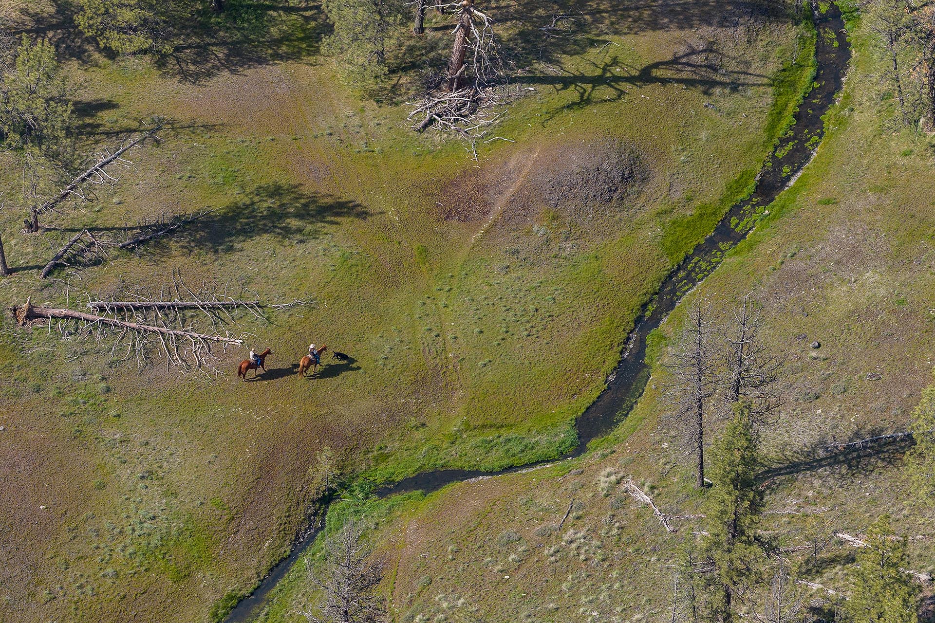 Aerial view of a grassy field with a winding dark stream; two people ride horses with a dog nearby.