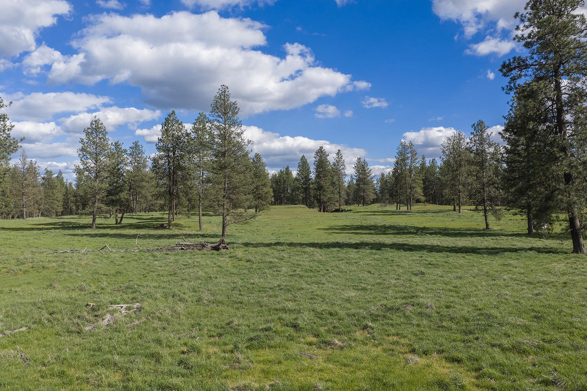 Open grassy field with scattered pine trees under a bright blue sky with fluffy white clouds.