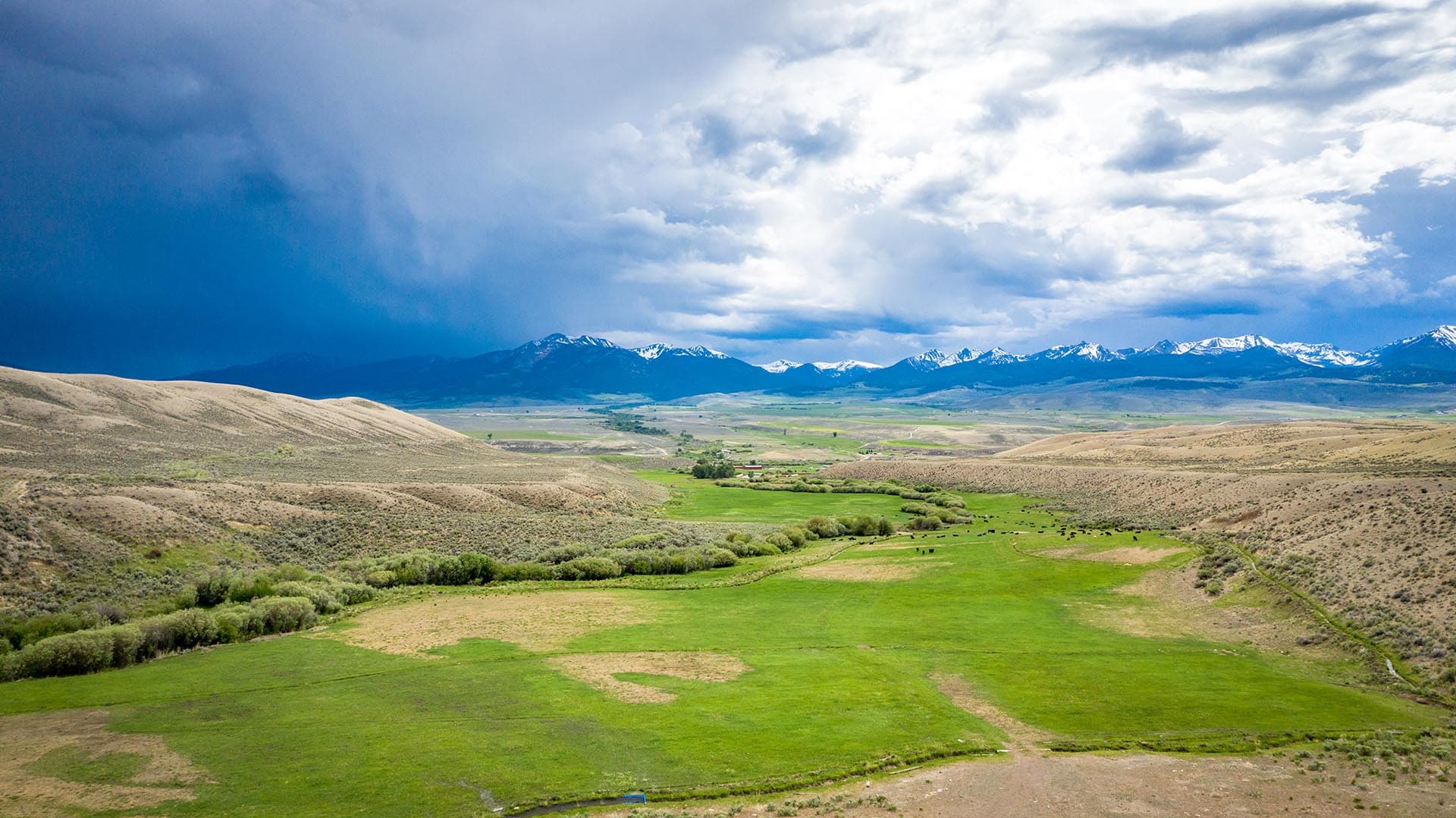 Idaho Angus cattle ranch Leadore Angus Ranch